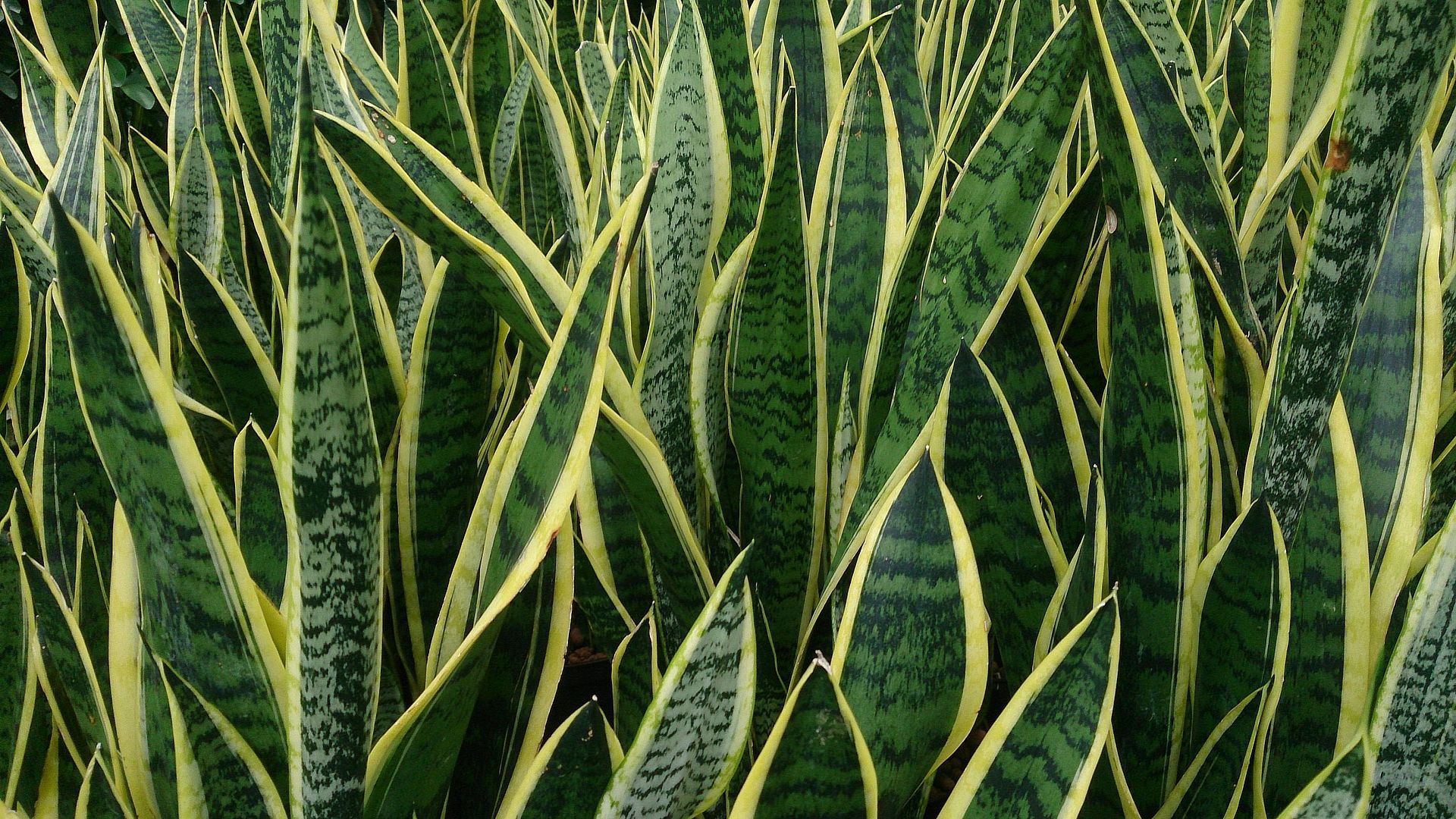 1920x1080 Sansevieria spp Snake Plant