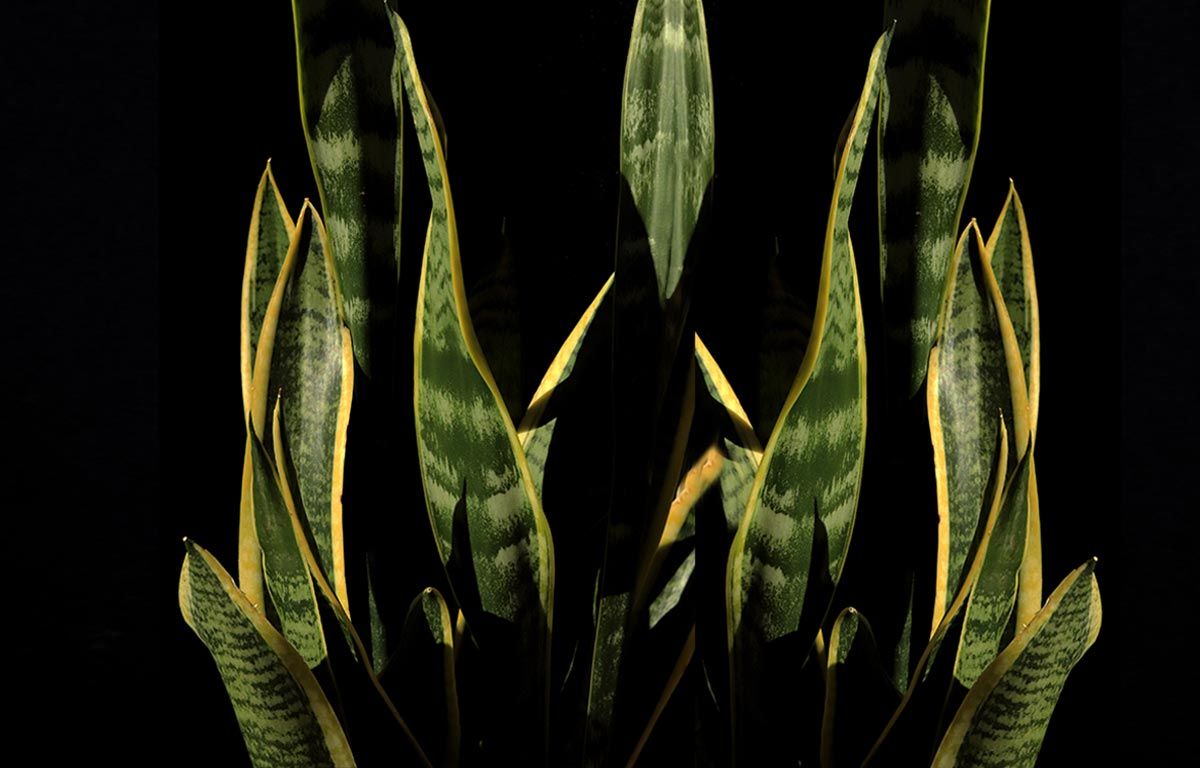 1200x768 Snake Plant- Dracaena trifasciata