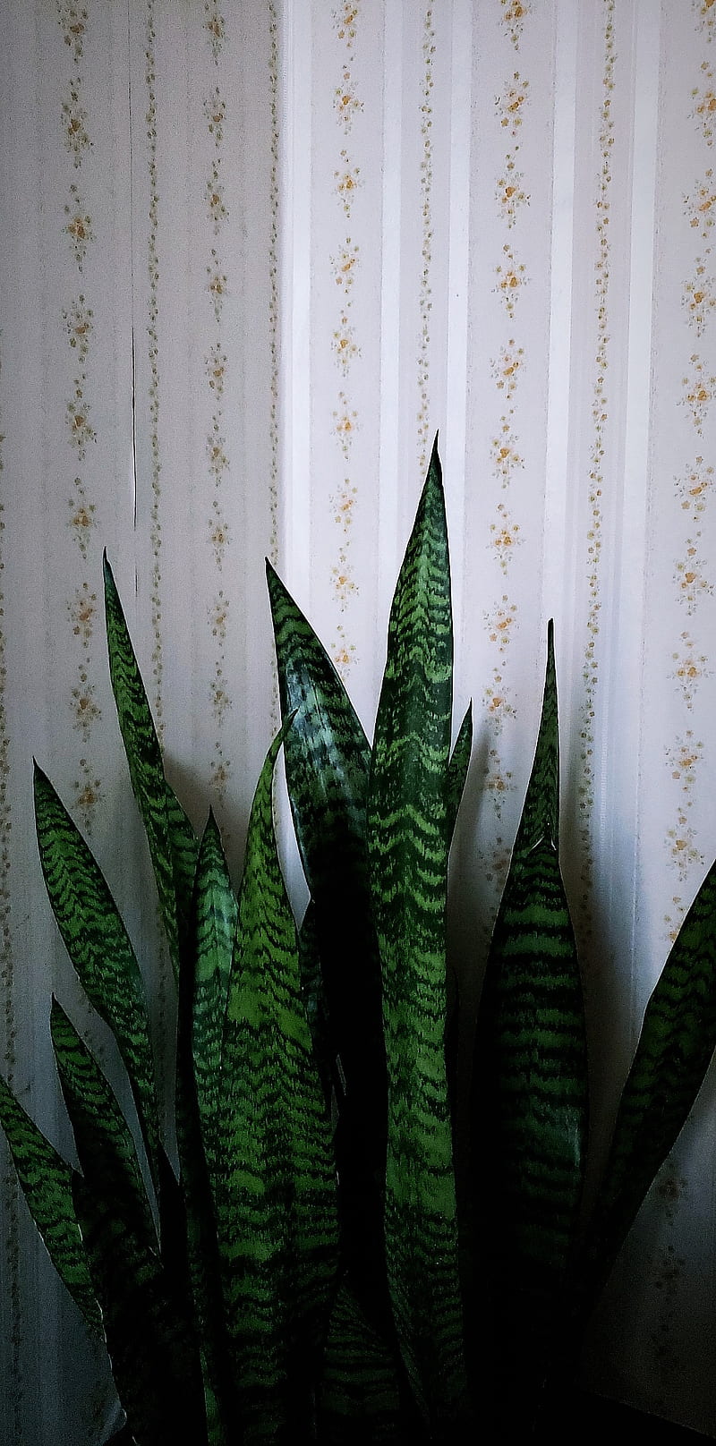 800x1616 Snake plant, flora, green, houseplant, plant, sansevieria, snakeplant, HD phone wallpaper