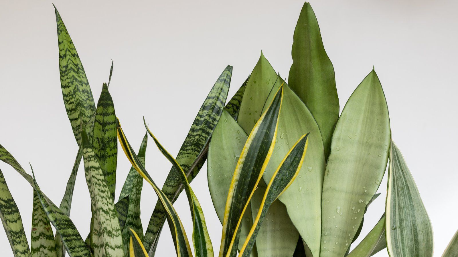 1600x900 Snake Plant Varieties To Elevate Your Indoor Garden. Gardening Know How
