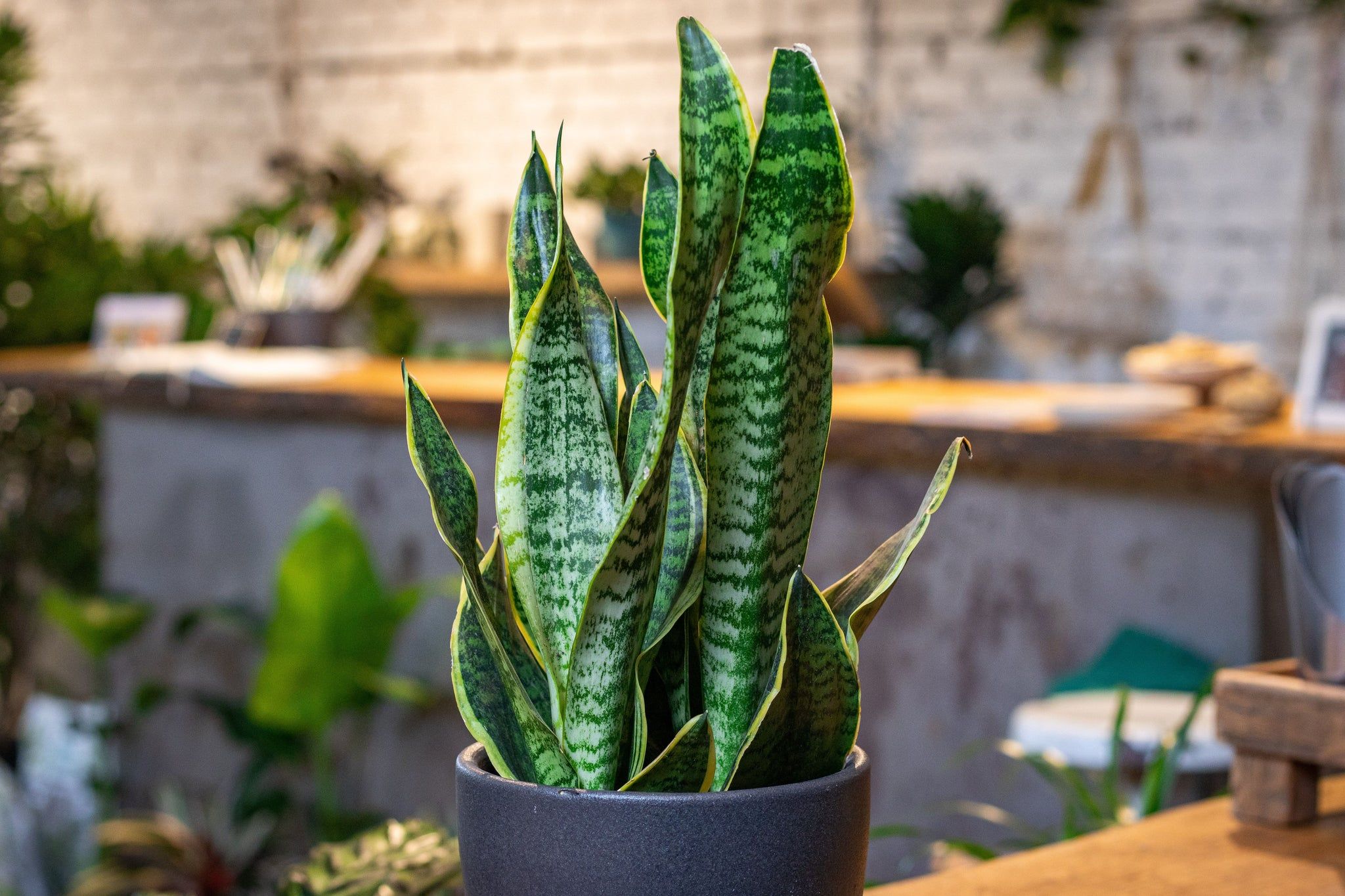 2048x1365 Snake Plant
