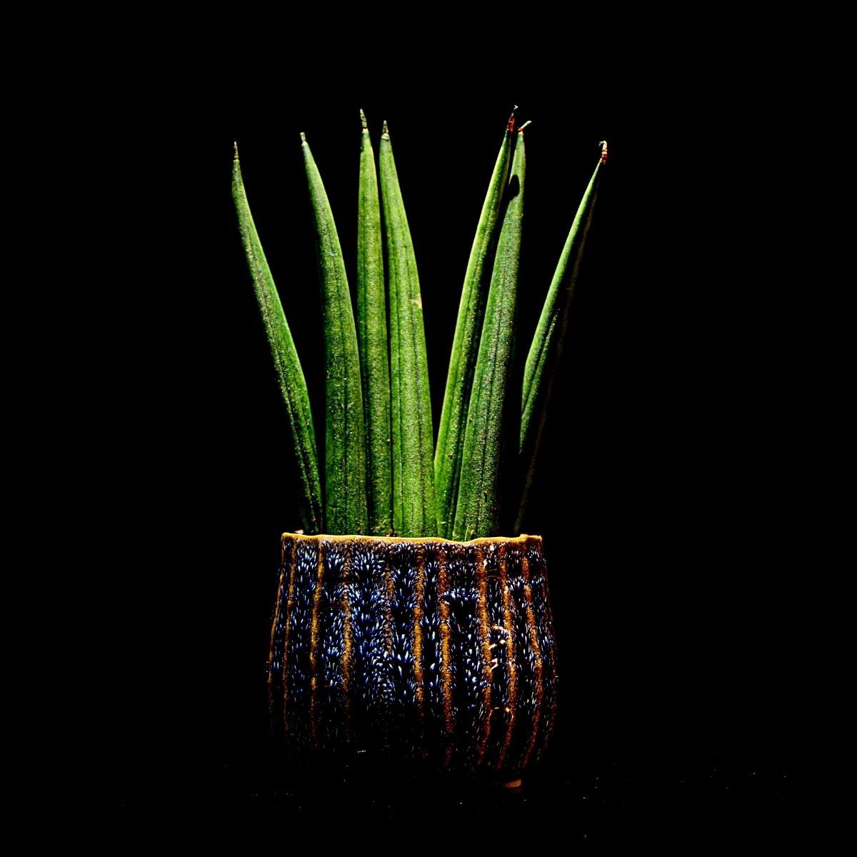 1200x1200 Snake Plant Varieties to Enhance Your Collection