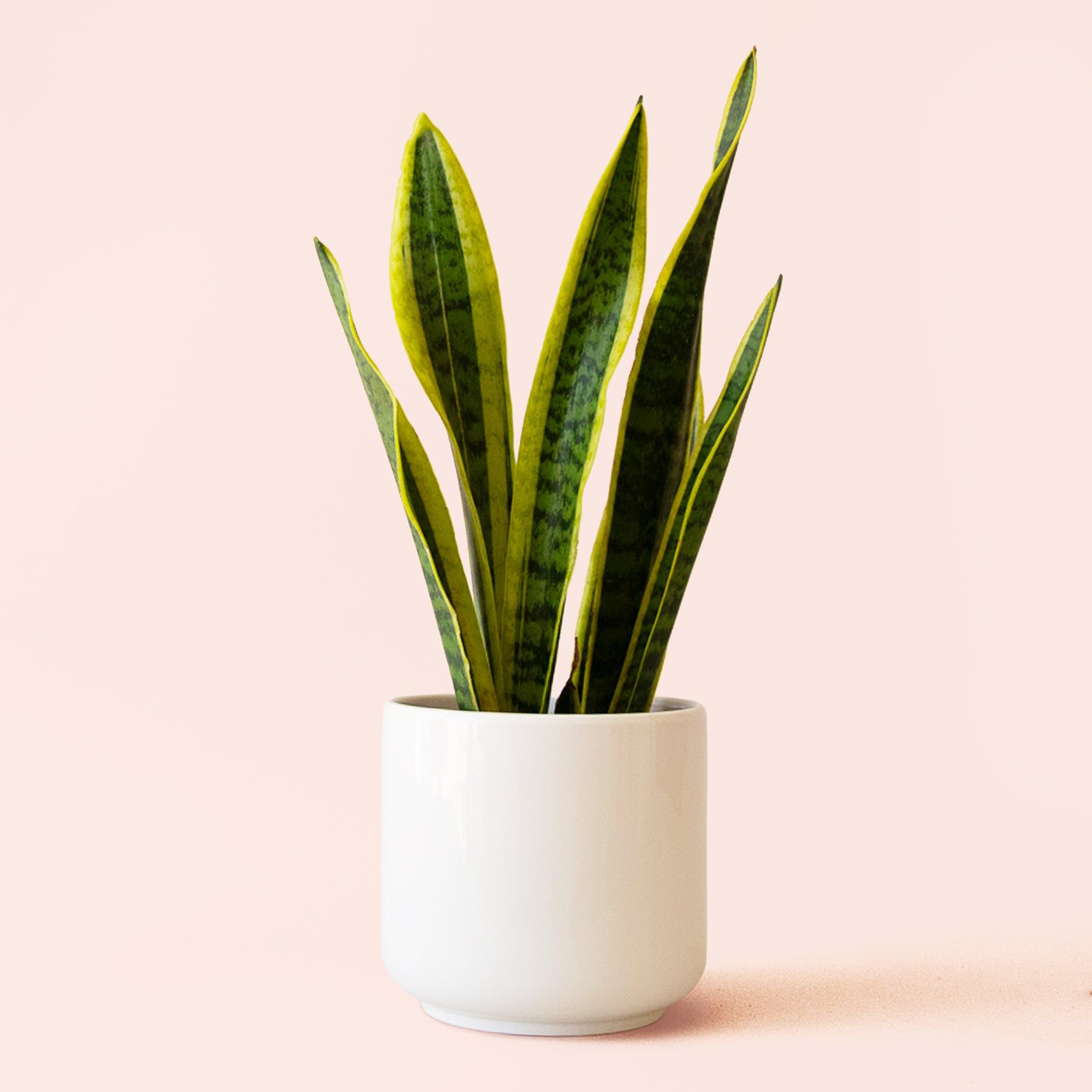 2048x2048 Sansevieria
