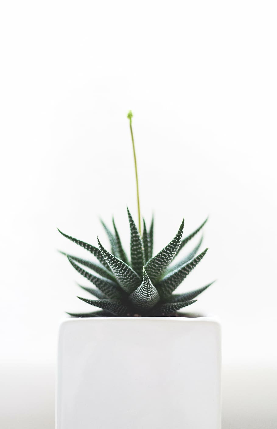 910x1409 green snake plant, zebra, cactus, white, ceramic, vase, plants, nature