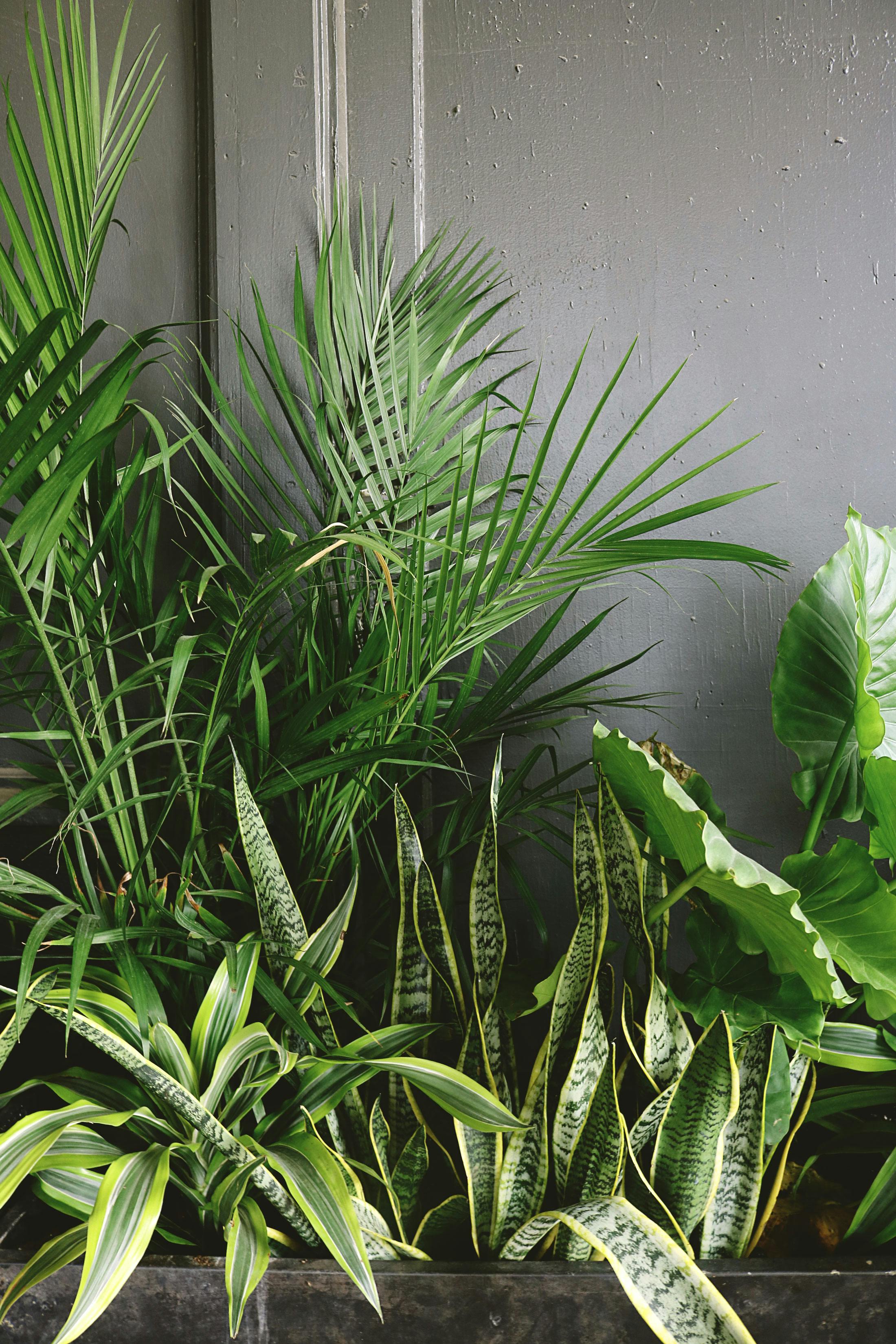 2200x3300 Snake Plant Beside Taro and Palm Plant Near Gray Wall · Free