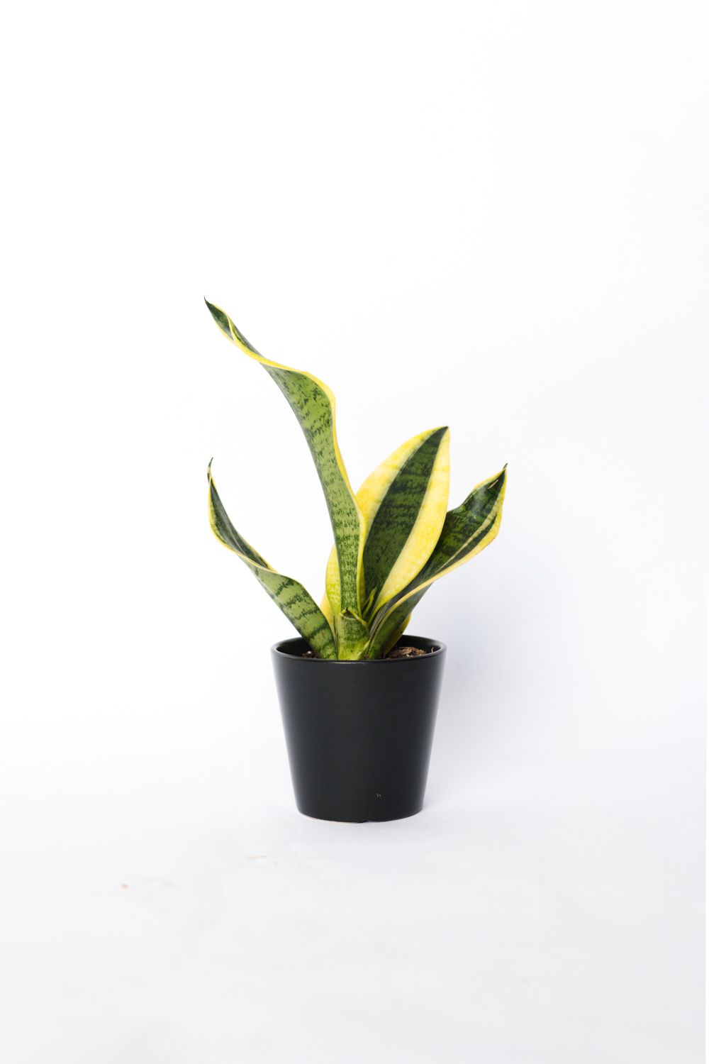1000x1500 The Complete Guide To Caring For Your House Plants: Snake Plant Edition • Vintage Revivals