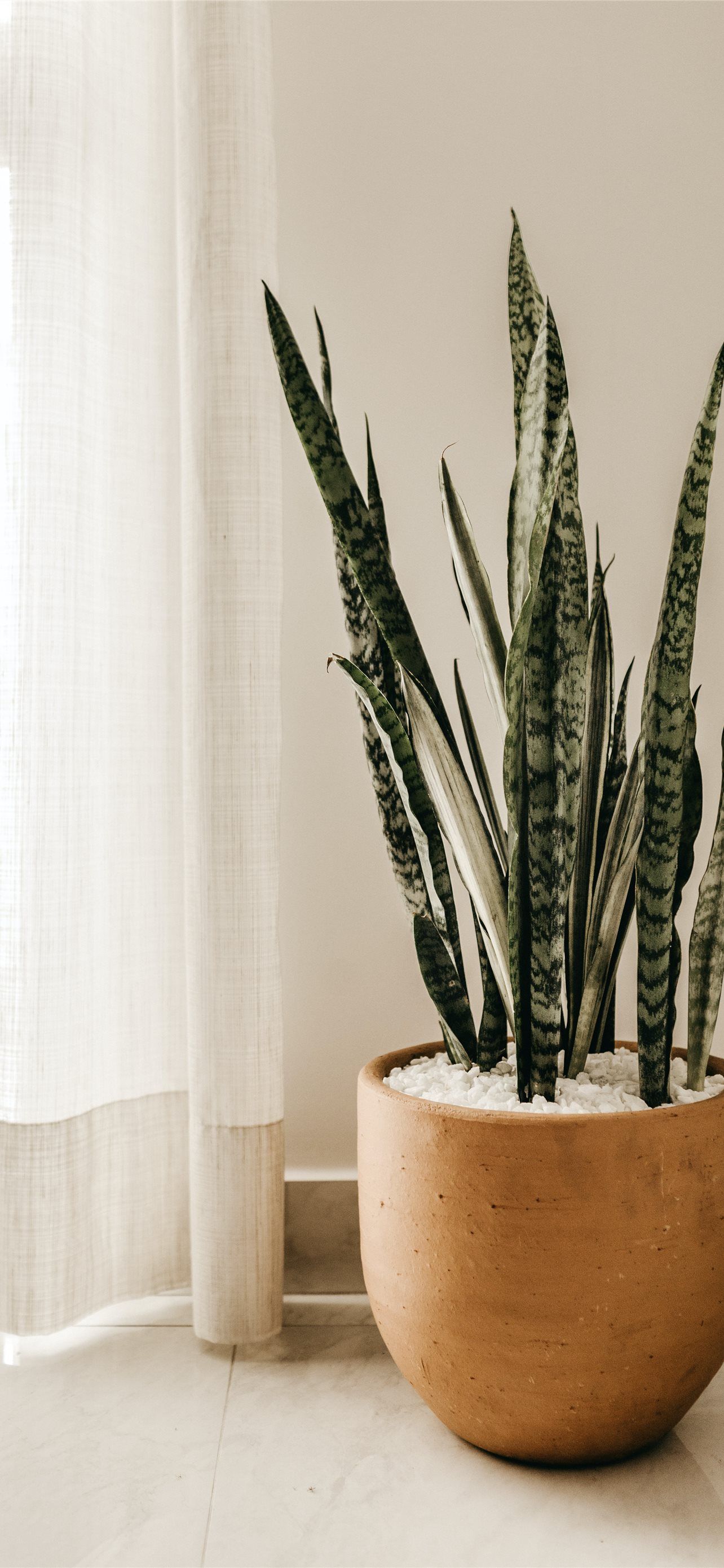 1284x2778 silver snake plant on pot iPhone Wallpaper Free Download