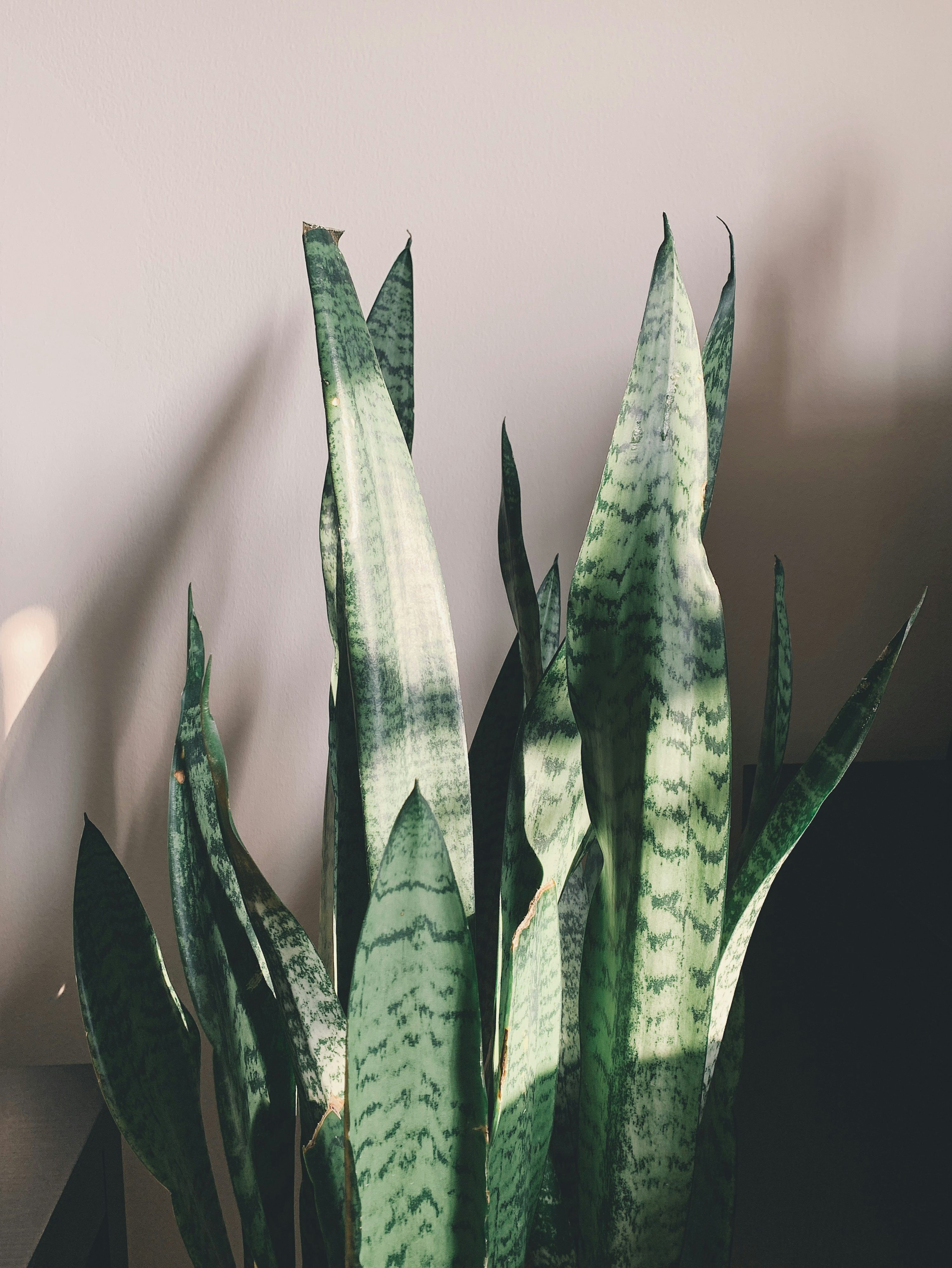 3000x3997 Green snake plant photo
