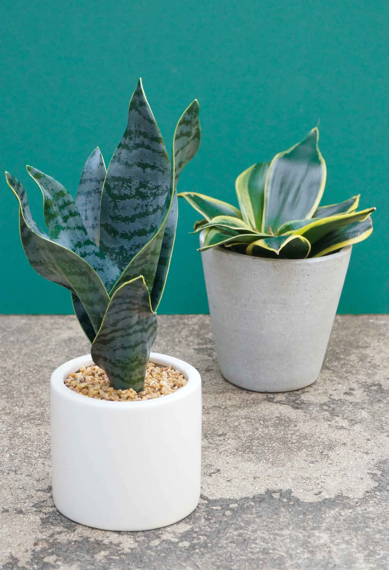 1313x1920 Snake Plant Picture