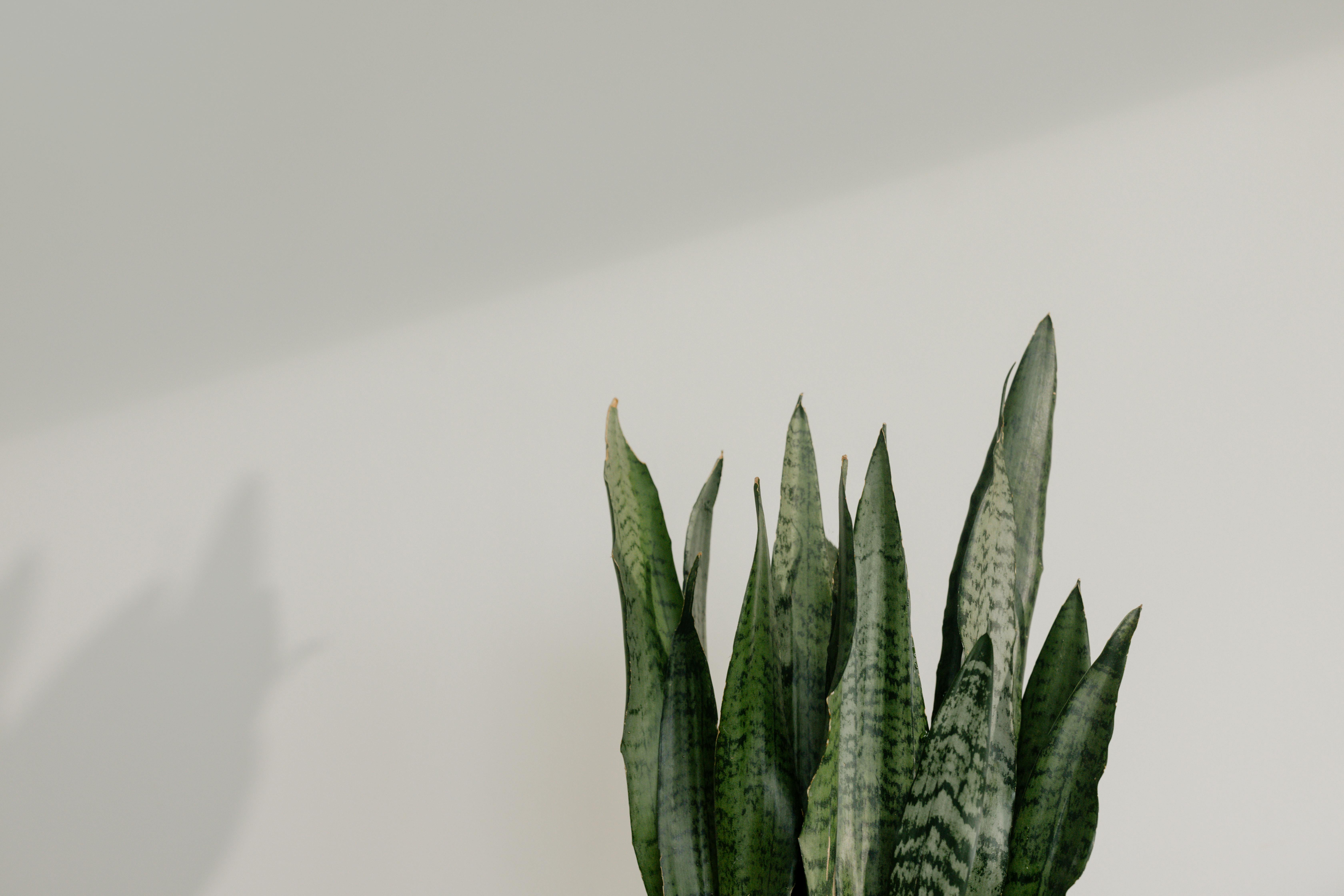 6720x4480 Snake Plant in Close Up Photography · Free