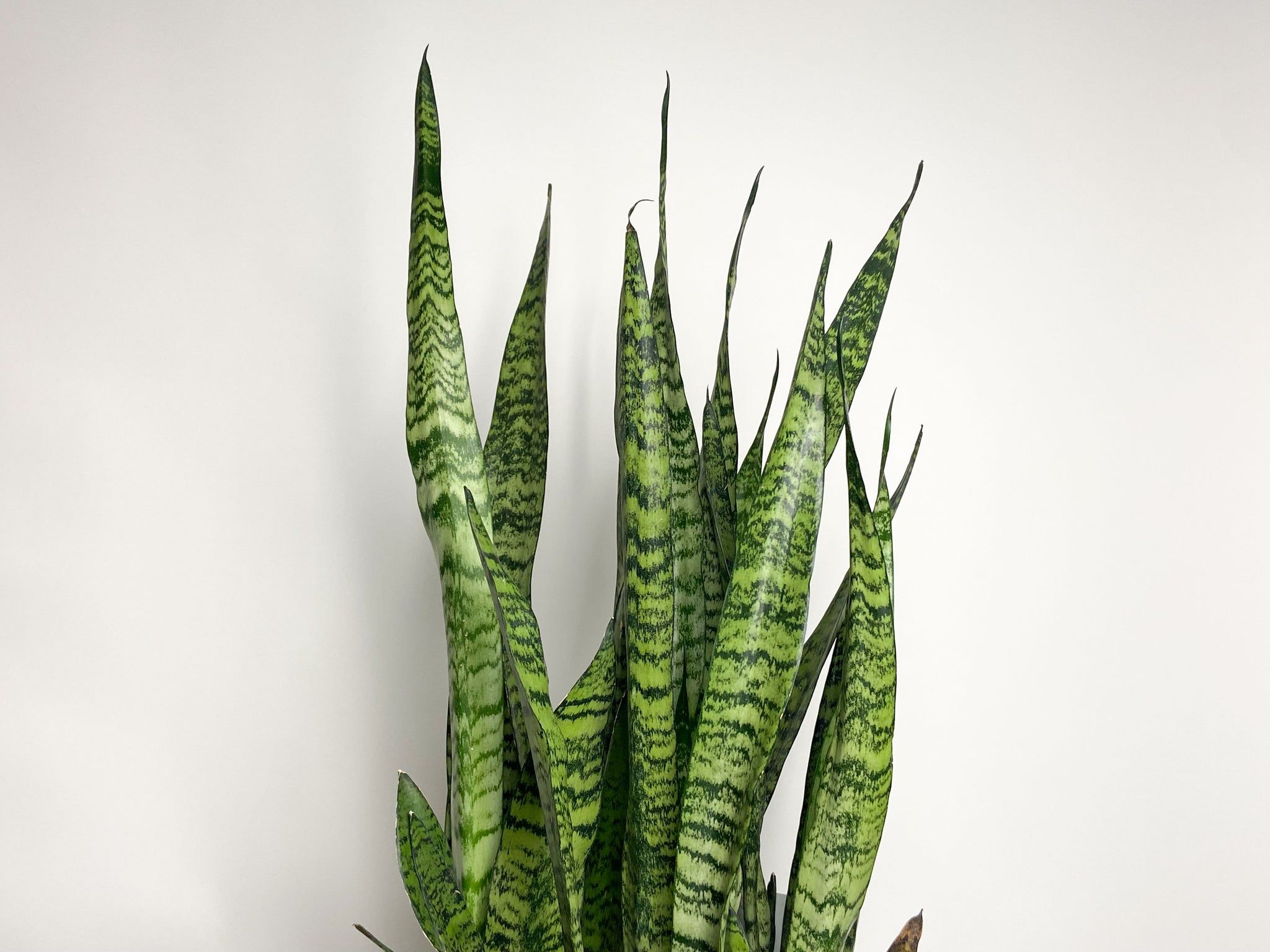 2048x1536 Snake Plant