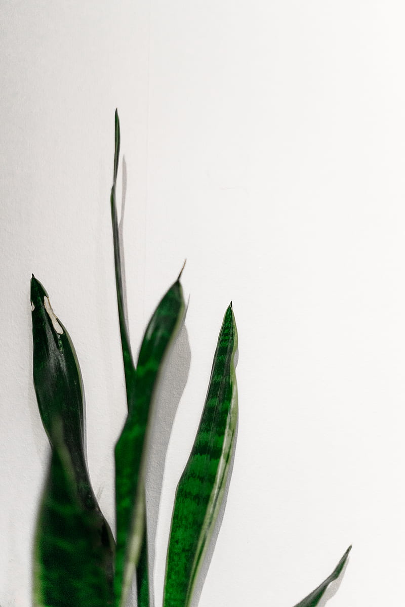 800x1200 Green snake plant on white background, HD phone wallpaper
