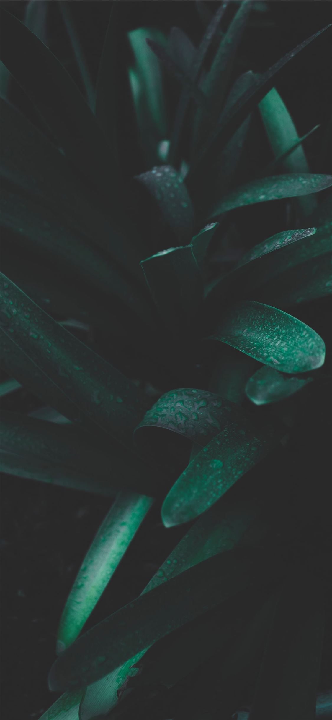 1125x2436 photo of green snake plant iPhone X Wallpaper Free Download