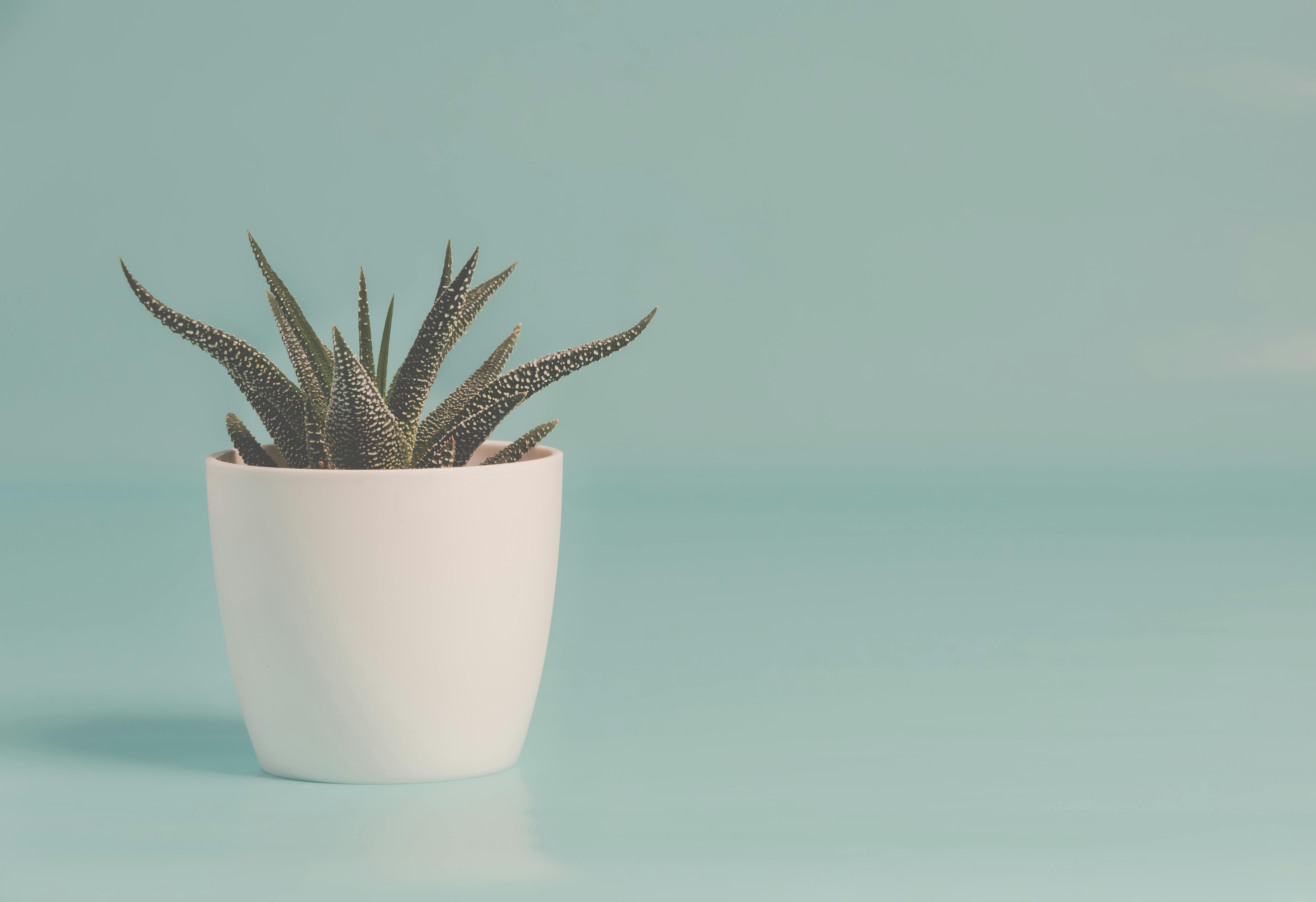 5834x4000 Green Snake Plant on White Ceramic Pot · Free