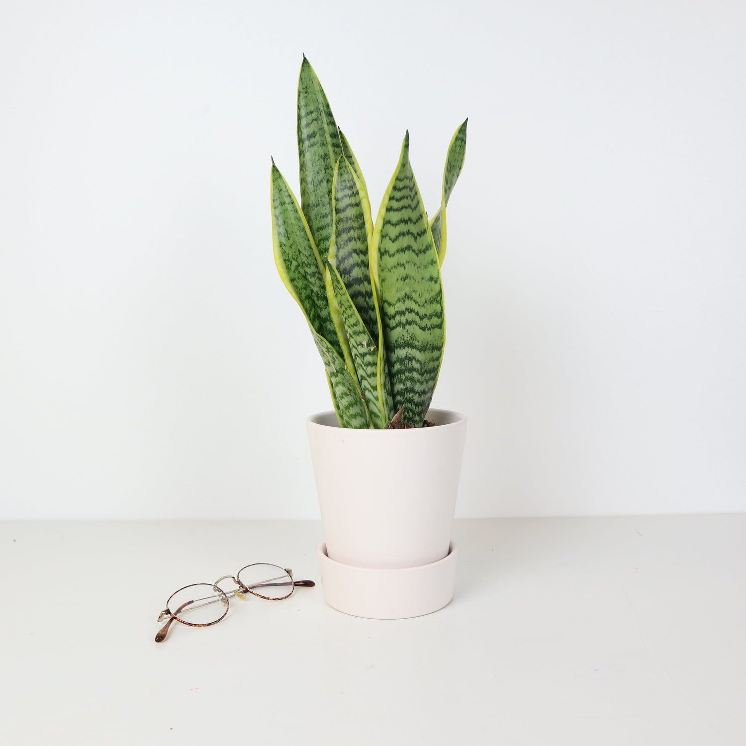 1500x1500 Snake Plant