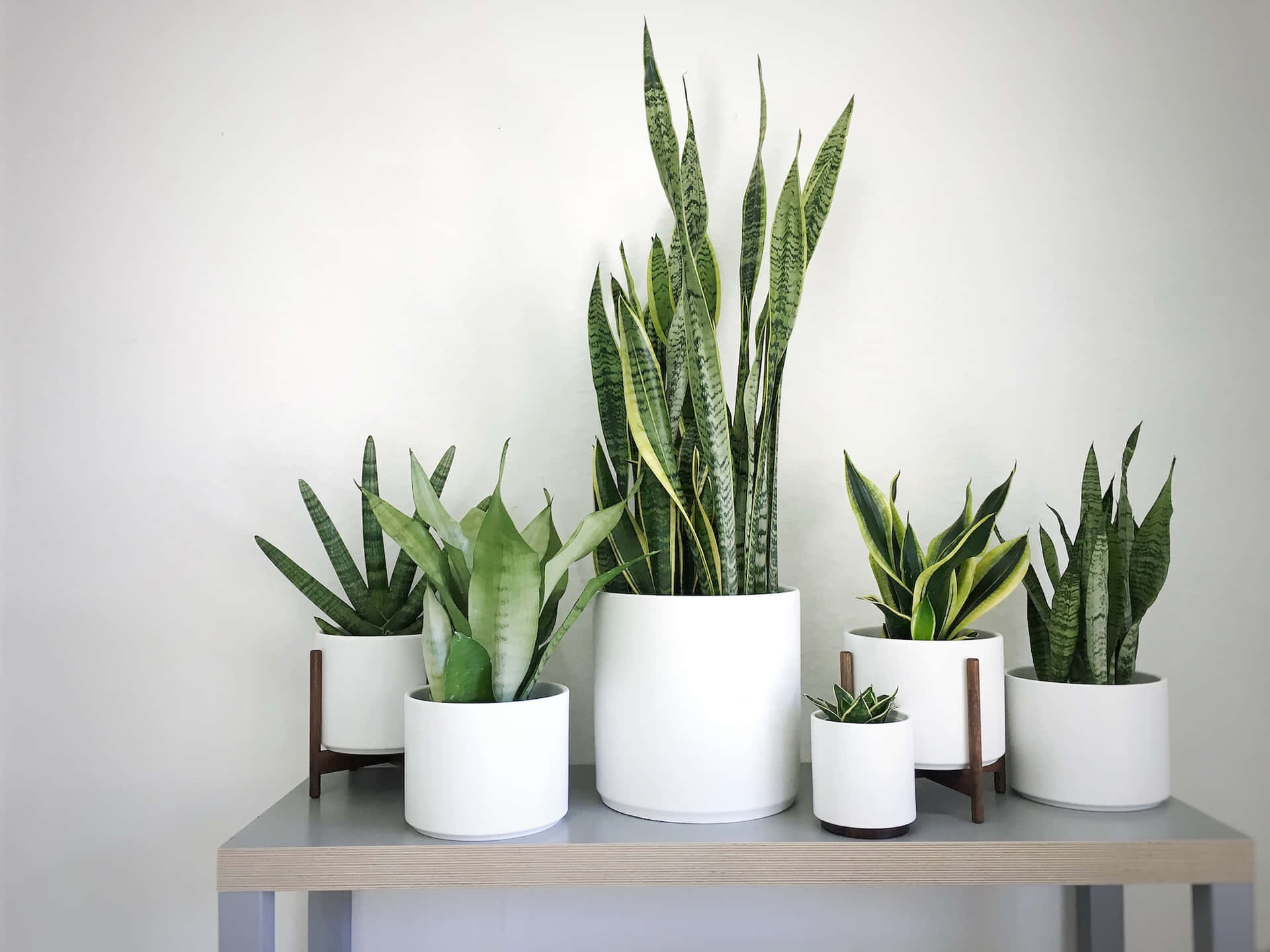 1920x1440 Download A Table With Several Potted Plants On It