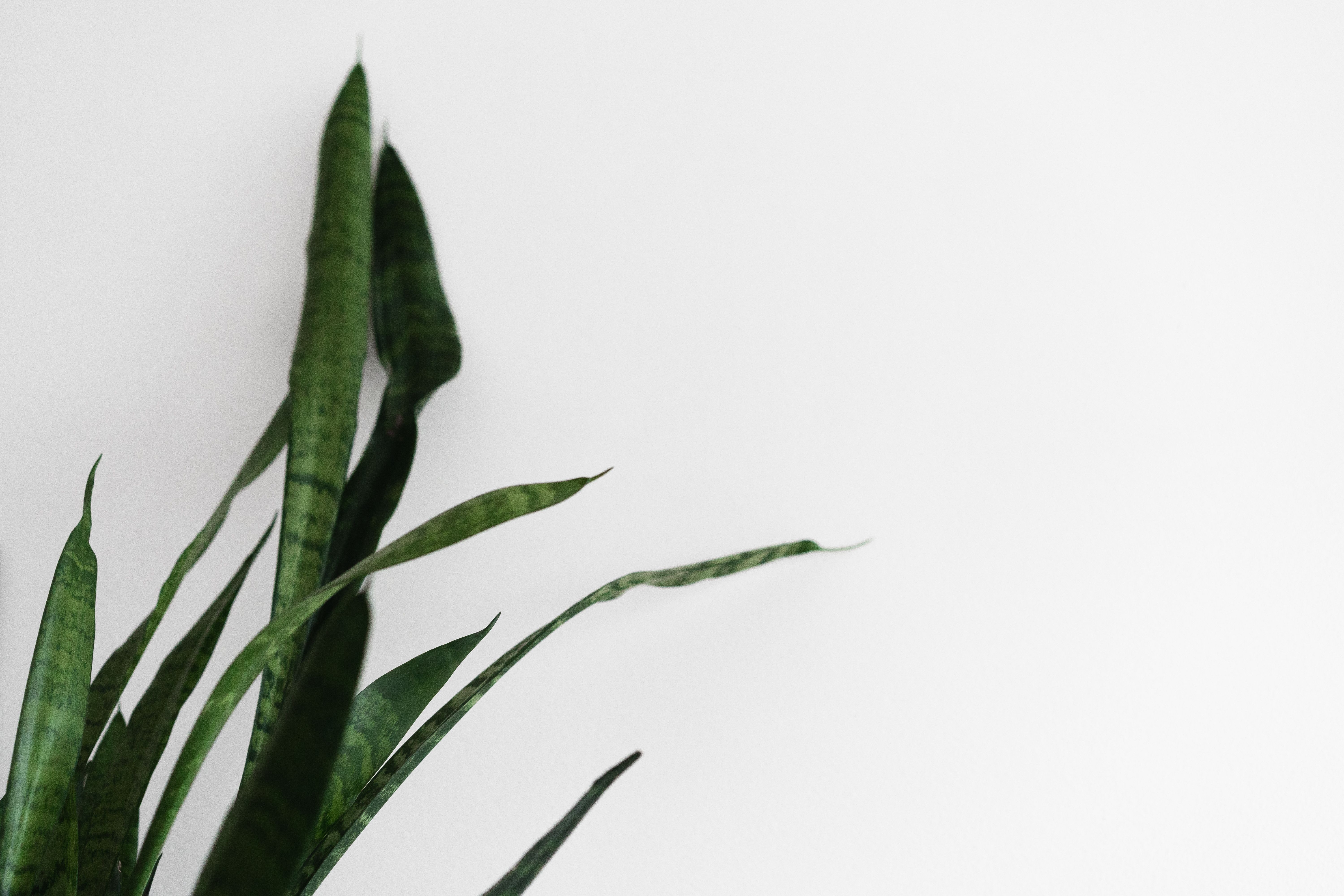 6000x4000 Snake Plant Image. Free Image, Background and Wallpaper