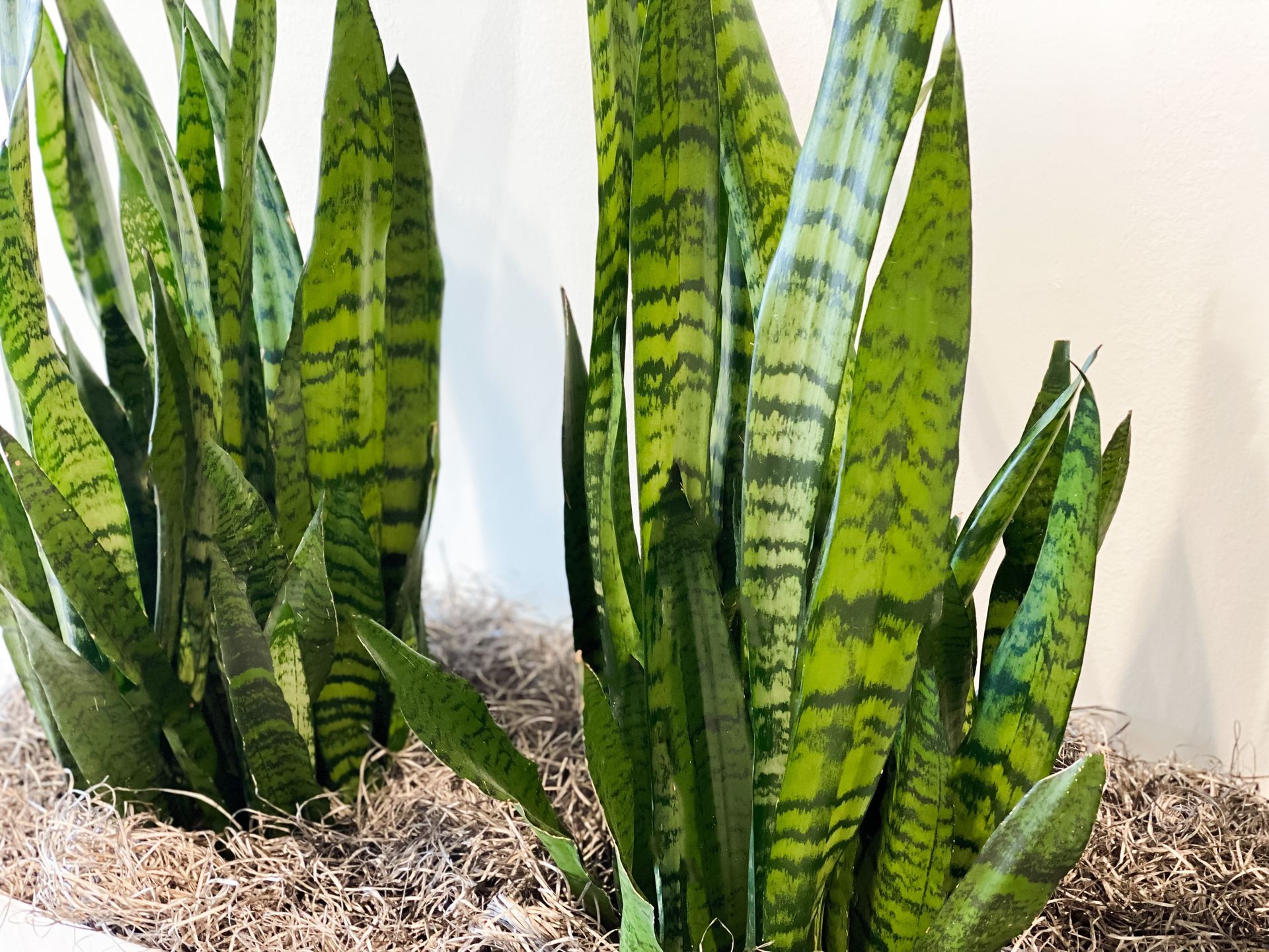 1920x1440 Snake plant care and benefits: The Ultimate guide