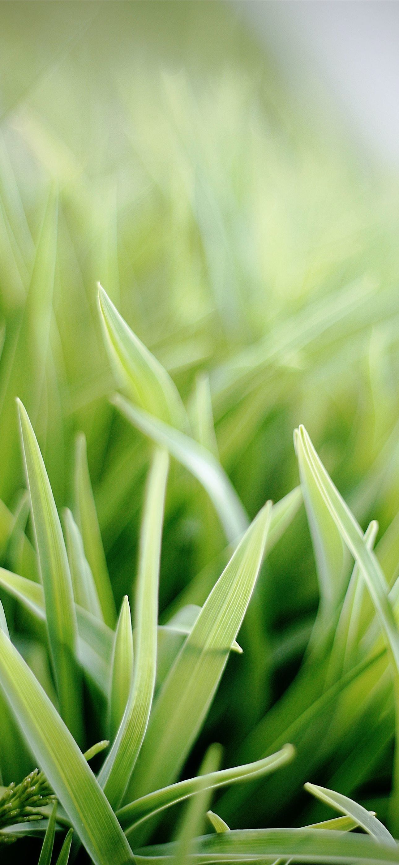 1290x2796 selective focus photo of green snake plant iPhone Wallpaper Free Download