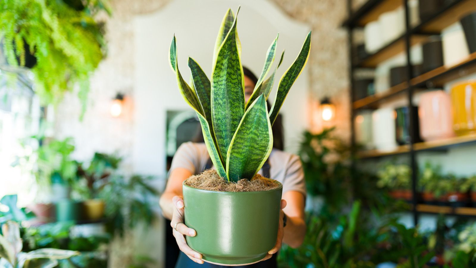 1600x900 The Forgotten Kitchen Liquid That Helps Snake Plants Thrive