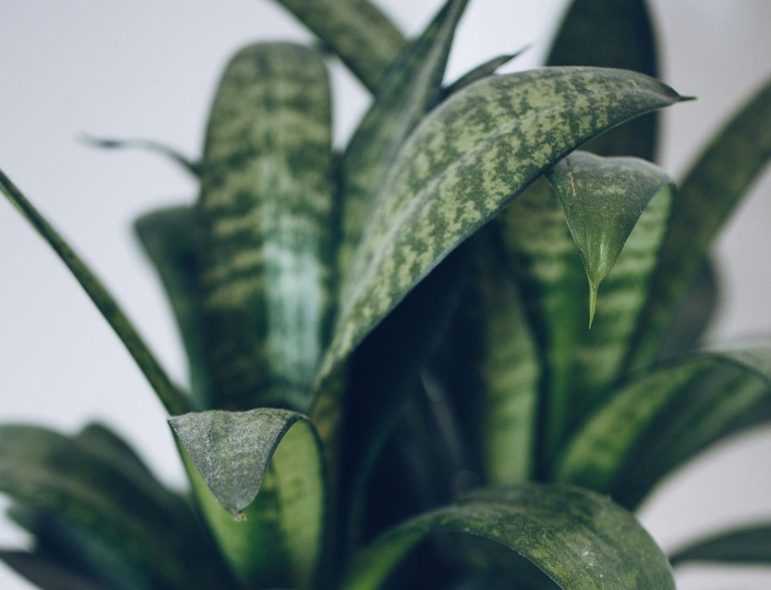 1100x841 Snake Plant: Air Purifying Power. Leaf Of Faith