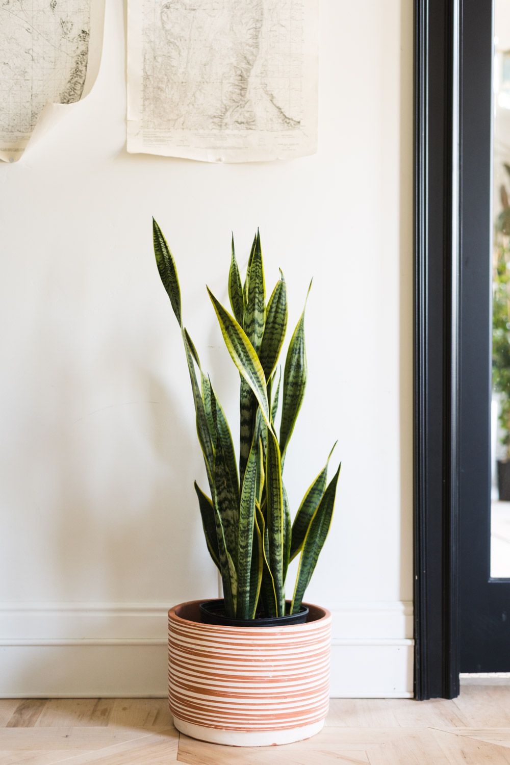 1000x1500 The Complete Guide To Caring For Your House Plants: Snake Plant Edition • Vintage Revivals