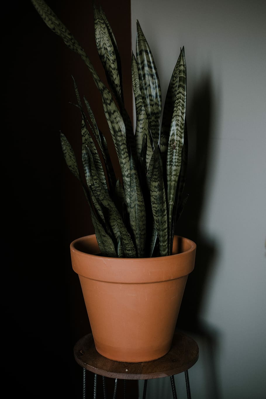 910x1365 HD wallpaper: green snake plant, green snake plant in brown vase on brown wooden stool in front of white painted wall