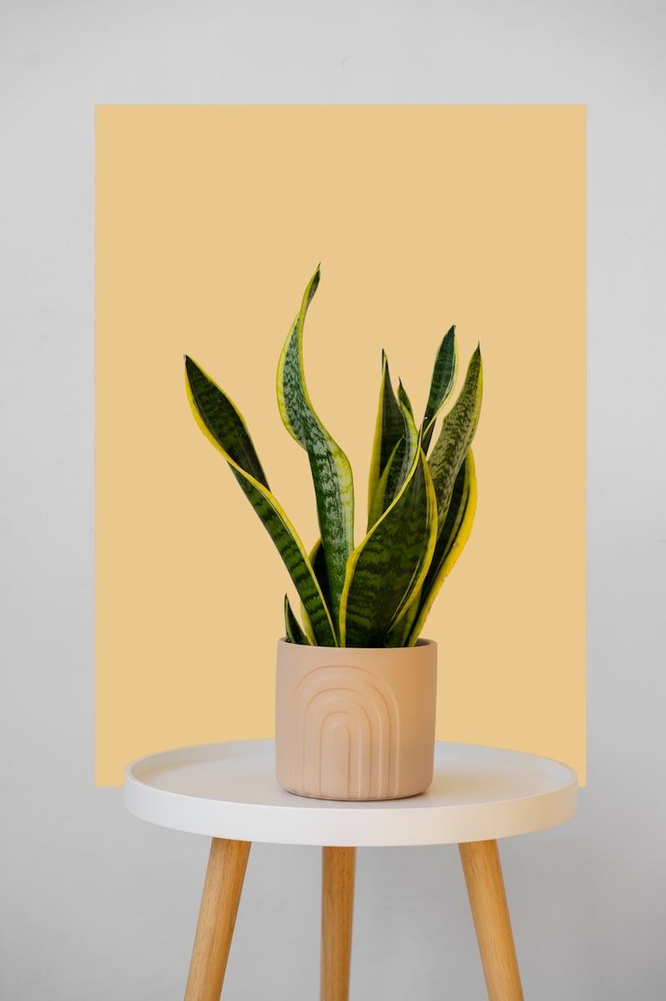 740x1112 Snake plant Image