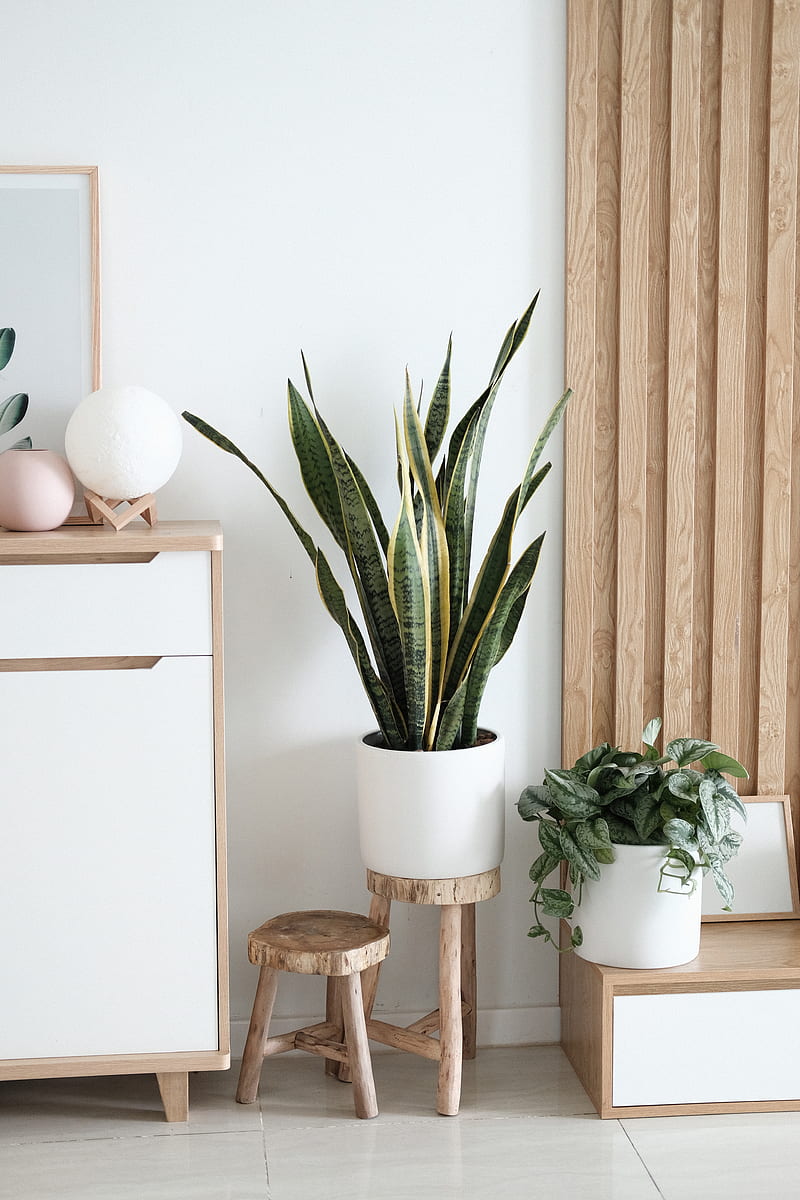 800x1200 HD snake plant wallpaper