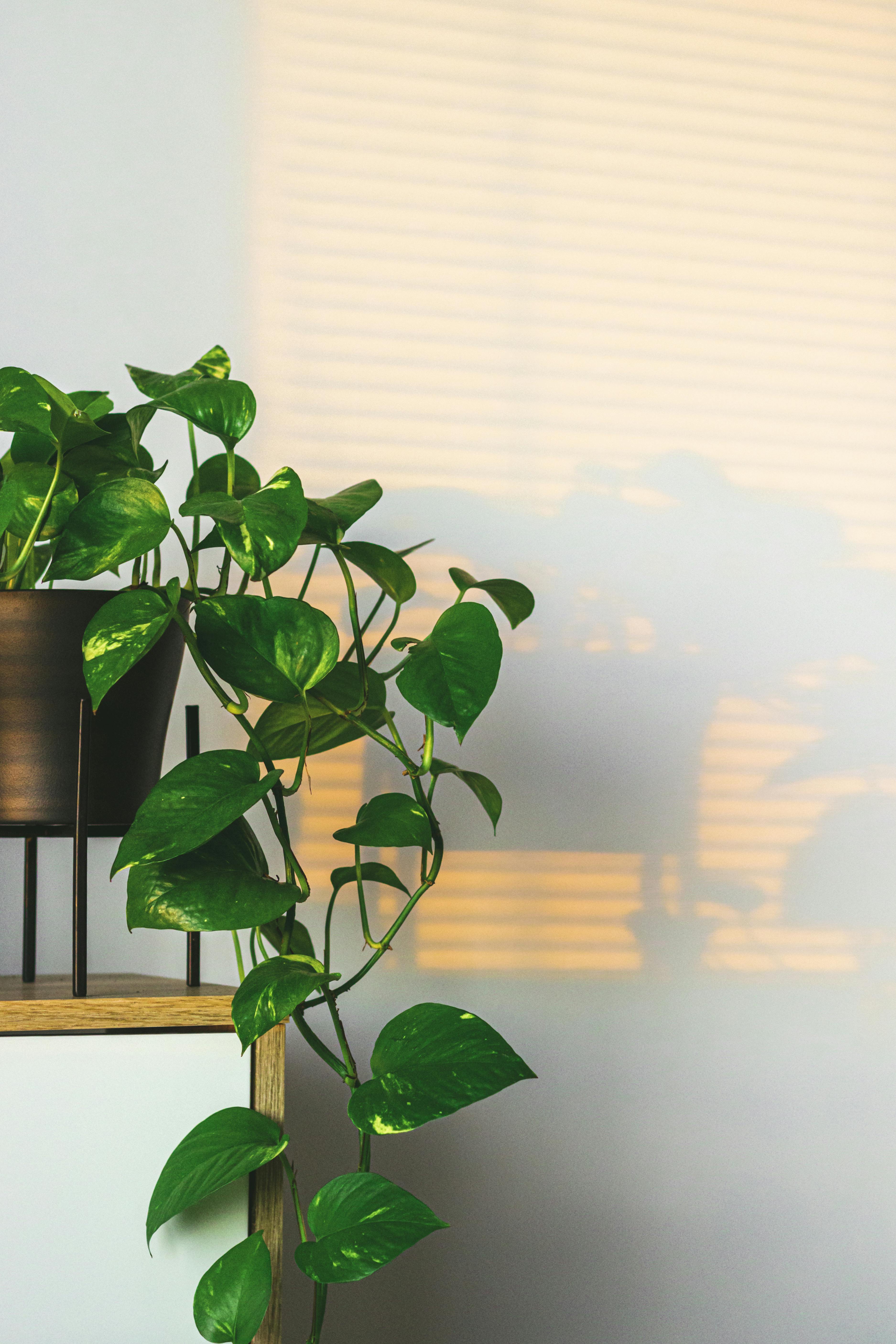 3749x5623 Golden Pothos Photo, Download The BEST Free Golden Pothos & HD Image