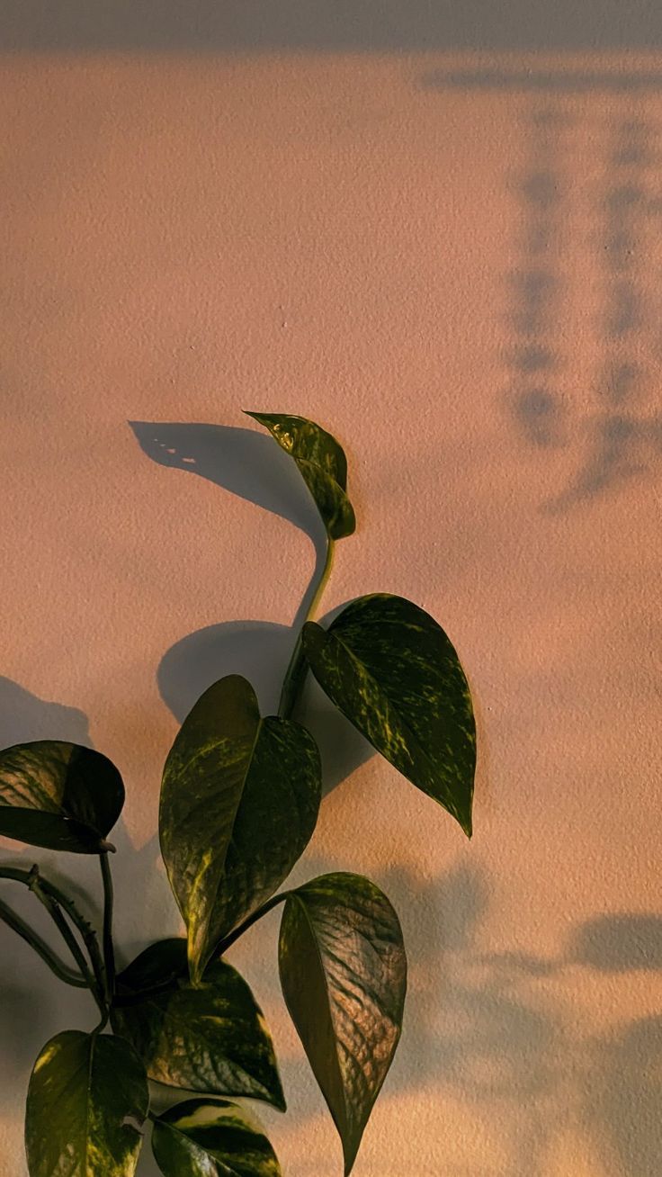 736x1308 Golden pothos in the sunset wallpaper. Sunset wallpaper, iPhone background wallpaper, Wallpaper