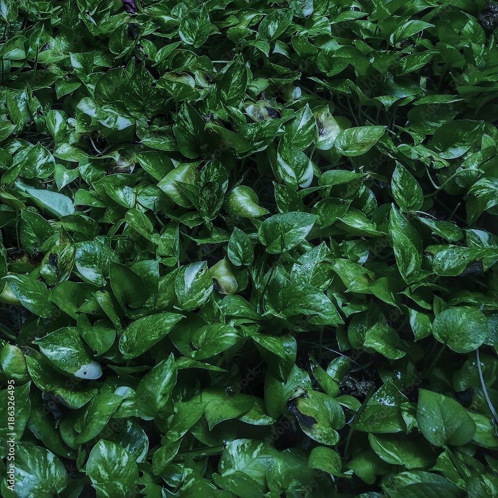 1000x1000 Dark Green Pothos On Ground. There Are Remaining Water Drops On Leaves And Some Dried Edges; Natural Plant With Low Key Lighting; Texture For Background, Backdrop, Wallpaper, Etc