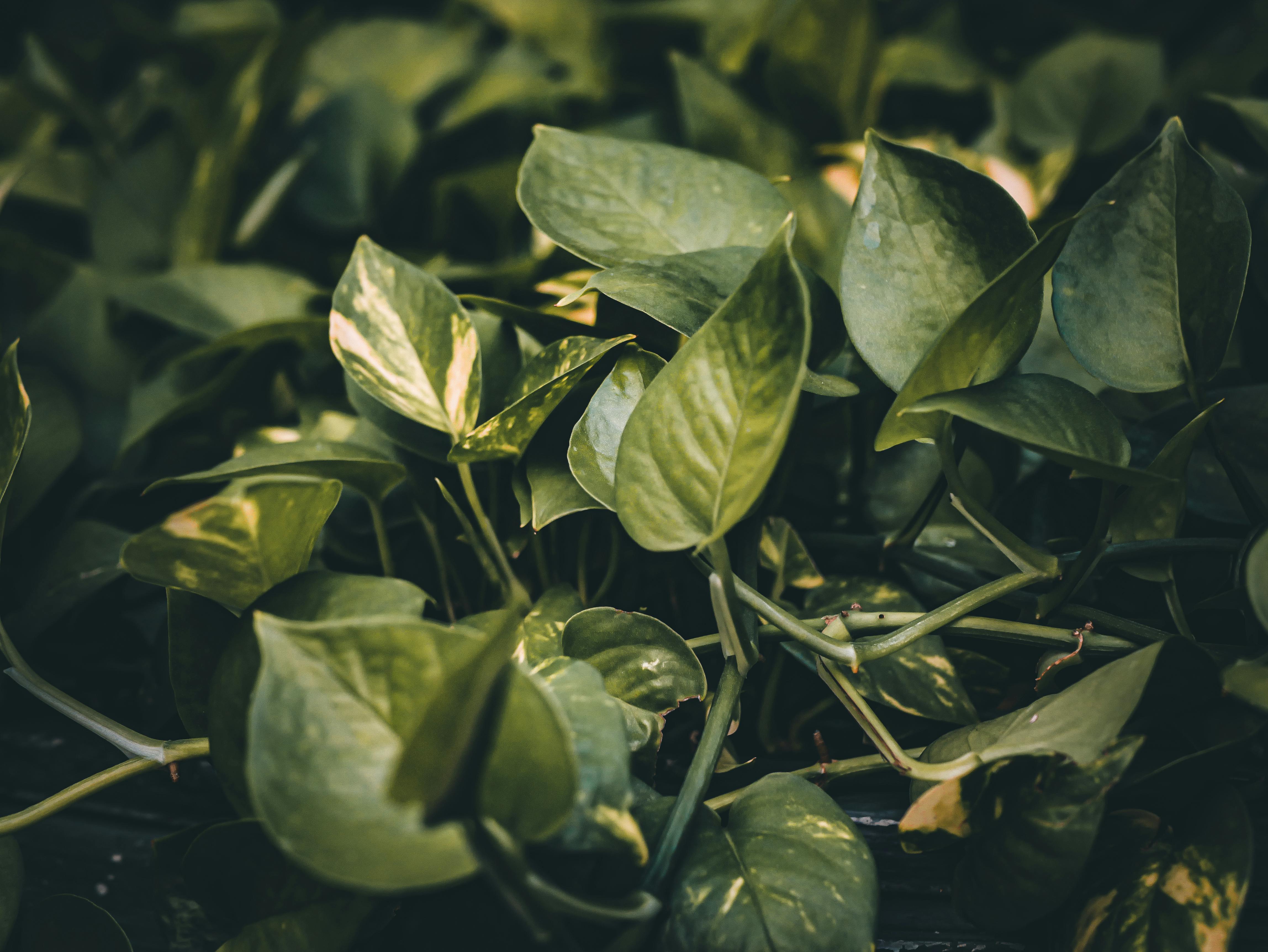 4592x3448 Devils Ivy Photo, Download The BEST Free Devils Ivy & HD Image