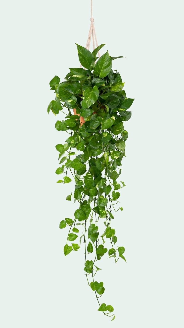 740x1316 Pothos Image