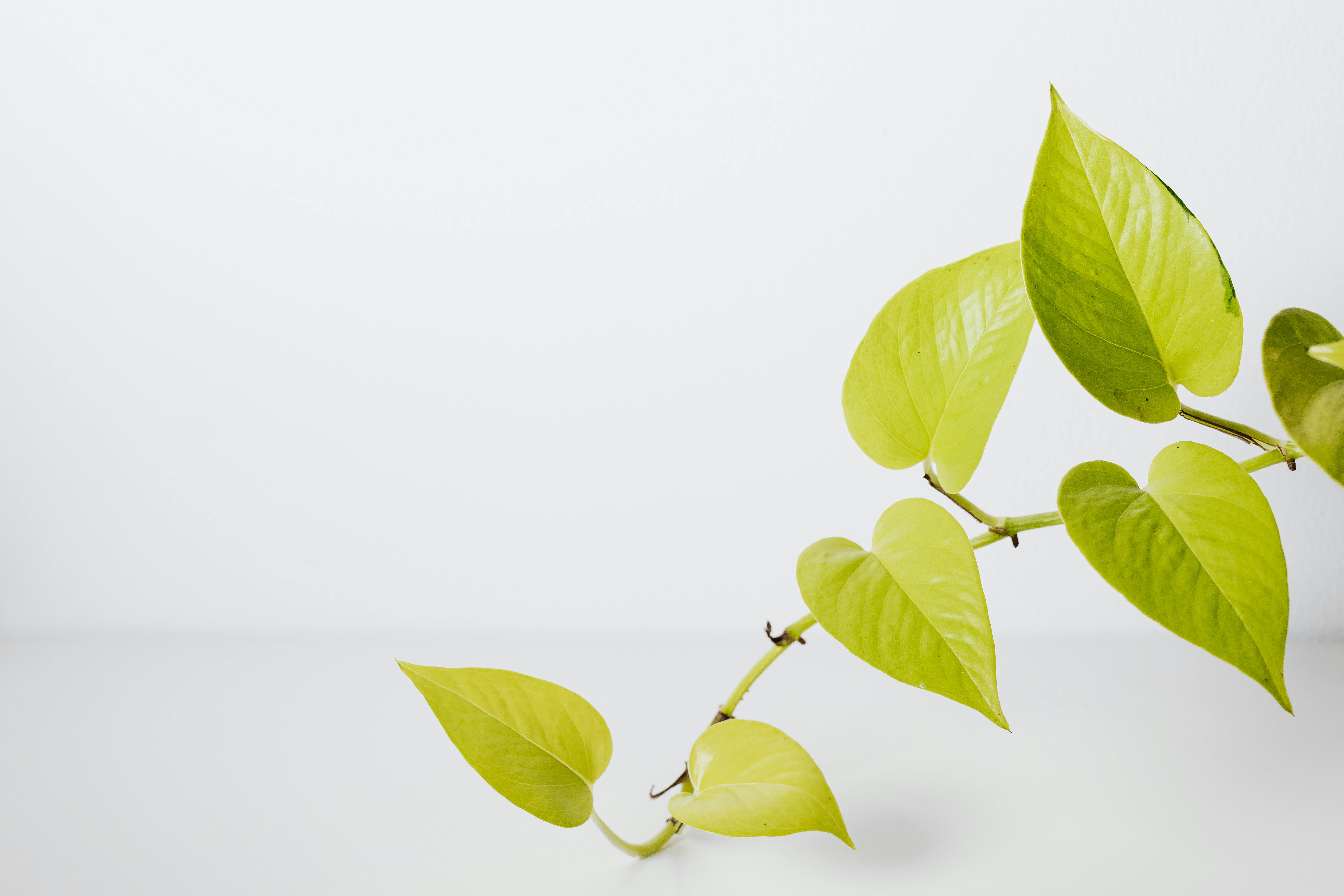6609x4406 Neon Pothos Plant in White Background · Free