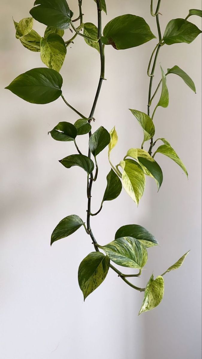 675x1200 Lockscreens. Leaves wallpaper iphone, Plant wallpaper, Plant aesthetic