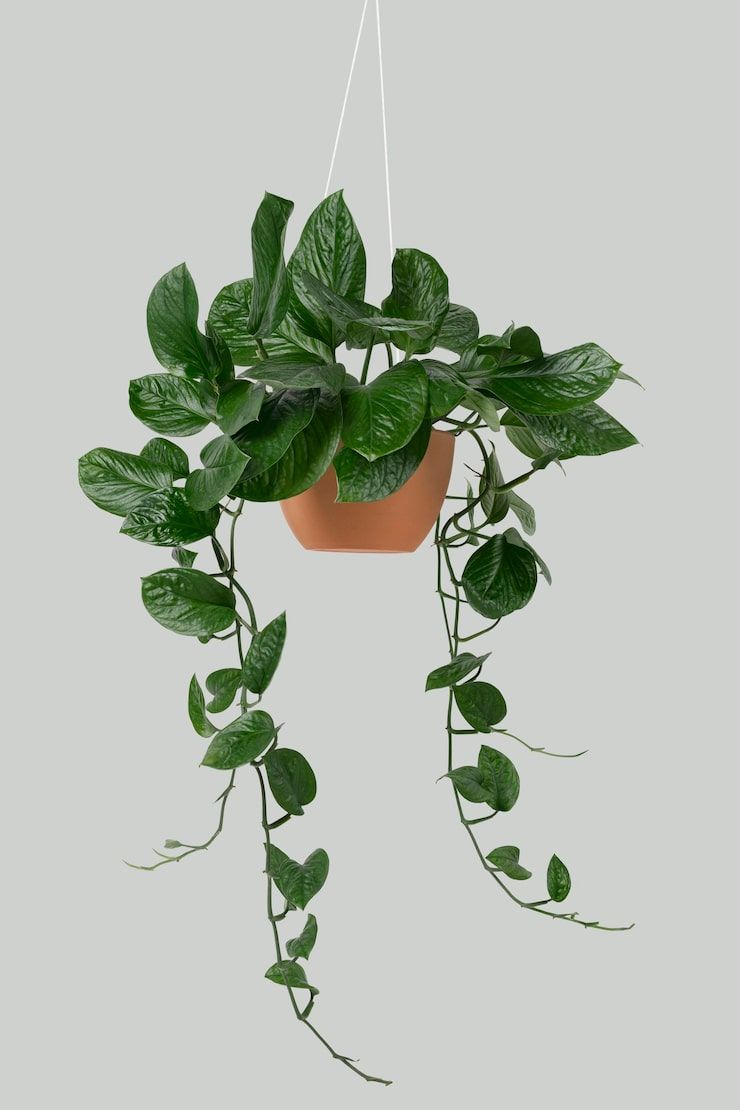 740x1110 Hanging pothos Image