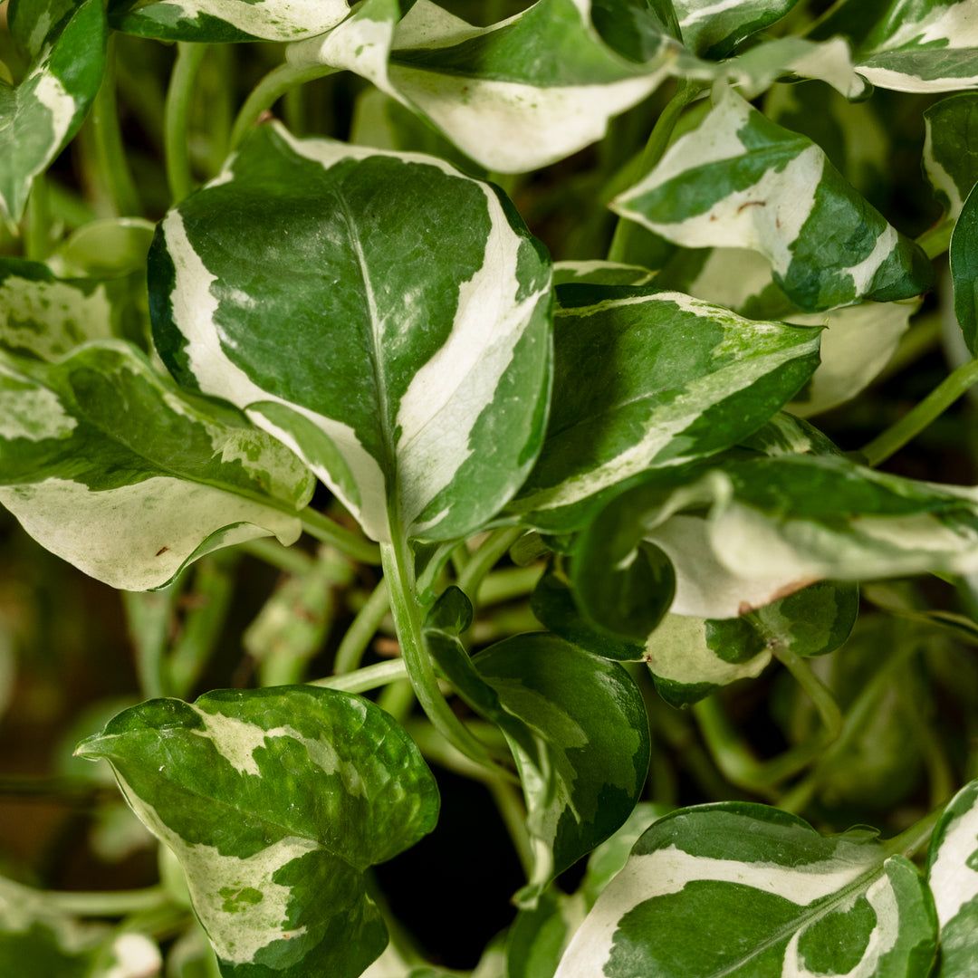 1080x1080 Pothos (Epipremnum aureum 'Njoy')