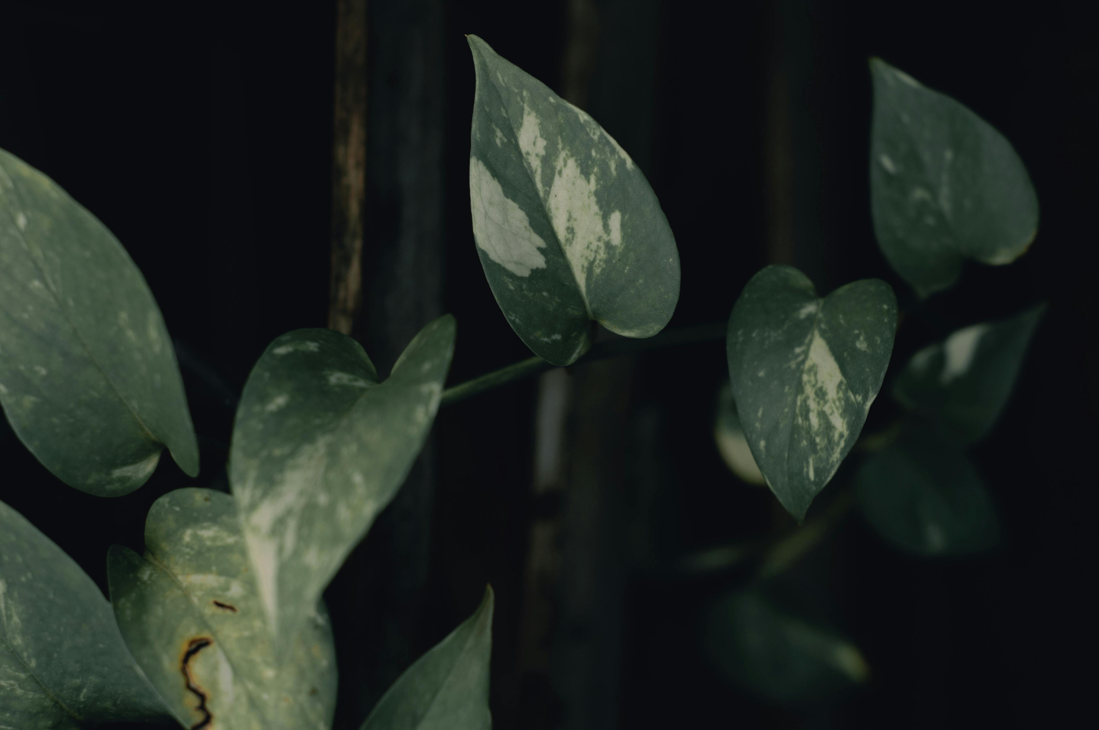 4288x2848 Green and Silver Leaves of a Pothos Plant · Free