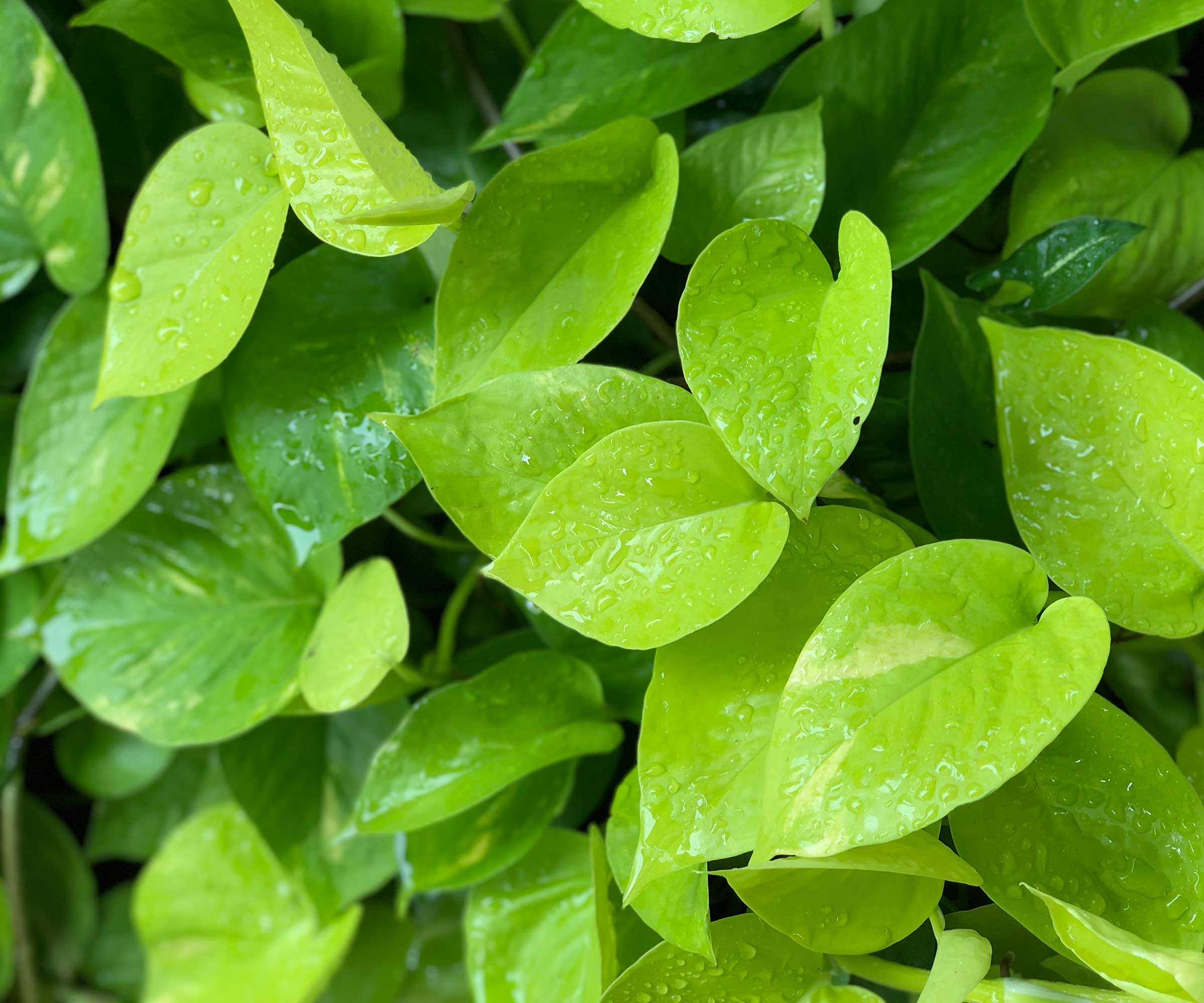 2400x2000 How To Repot A Pothos: A Step By Step Expert Guide. Homes And Gardens