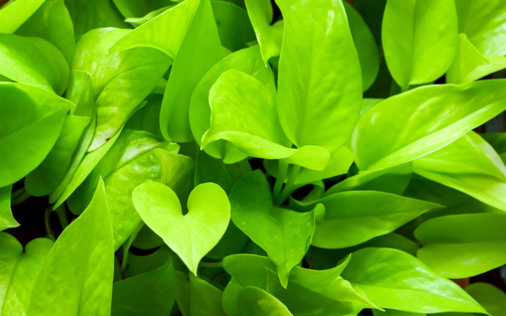 1920x1200 Wallpaper Green Plants Close Up, Pothos 1920x1200 Picture, Image