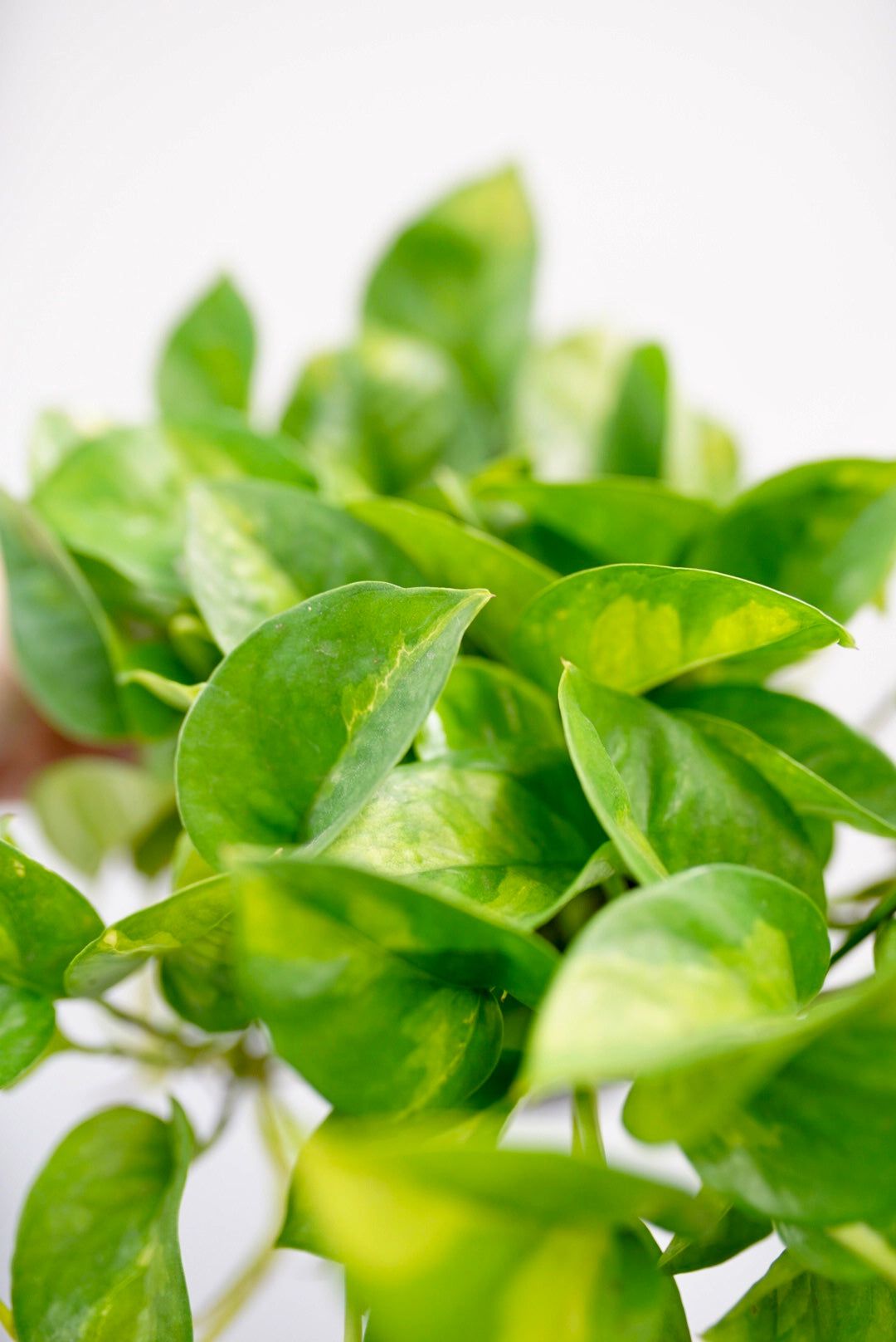 1080x1616 Epipremnum Aureum 'Global Green' Pothos