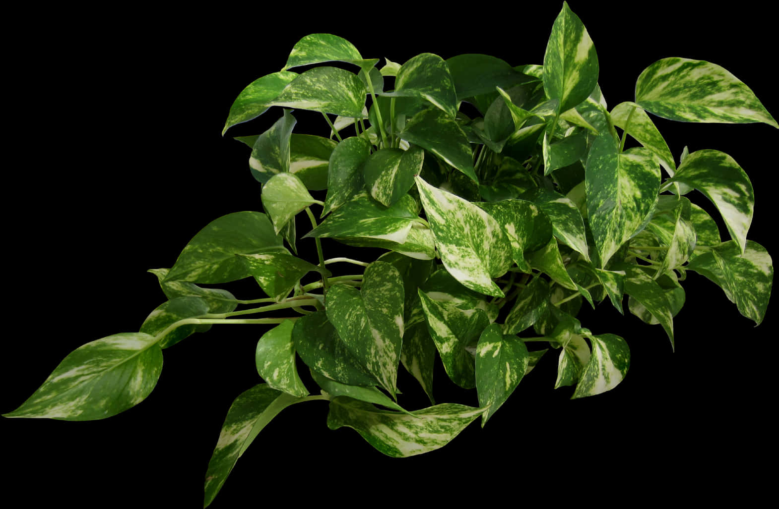 1570x1027 Download Variegated Pothos Planton Black Background