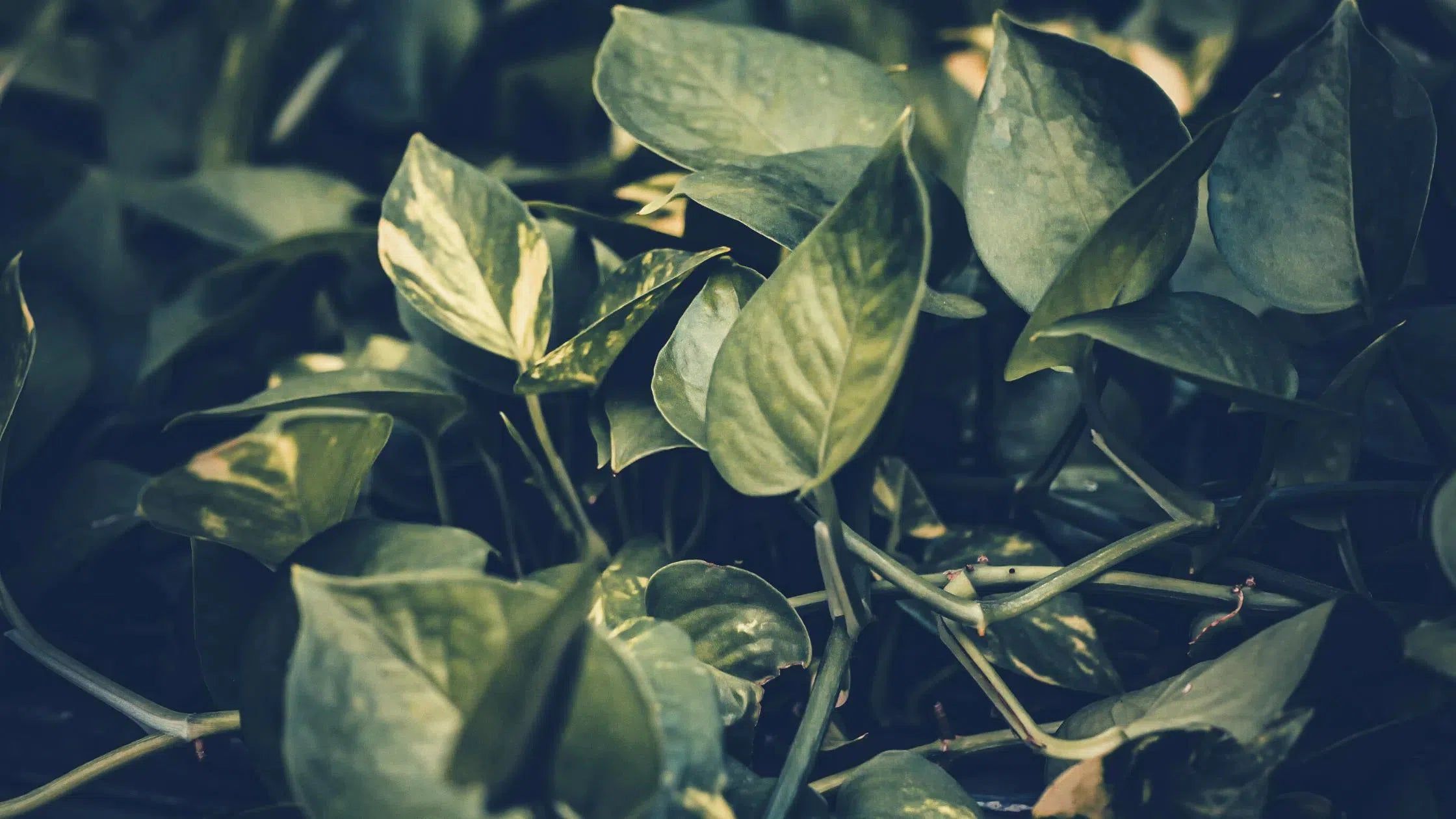2240x1260 Shop Beautiful Pothos Plants Plant Supply