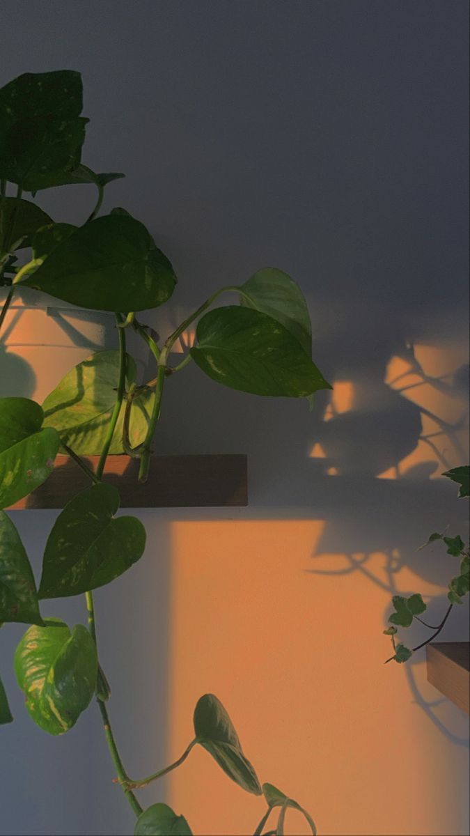 675x1200 Aesthetic photo