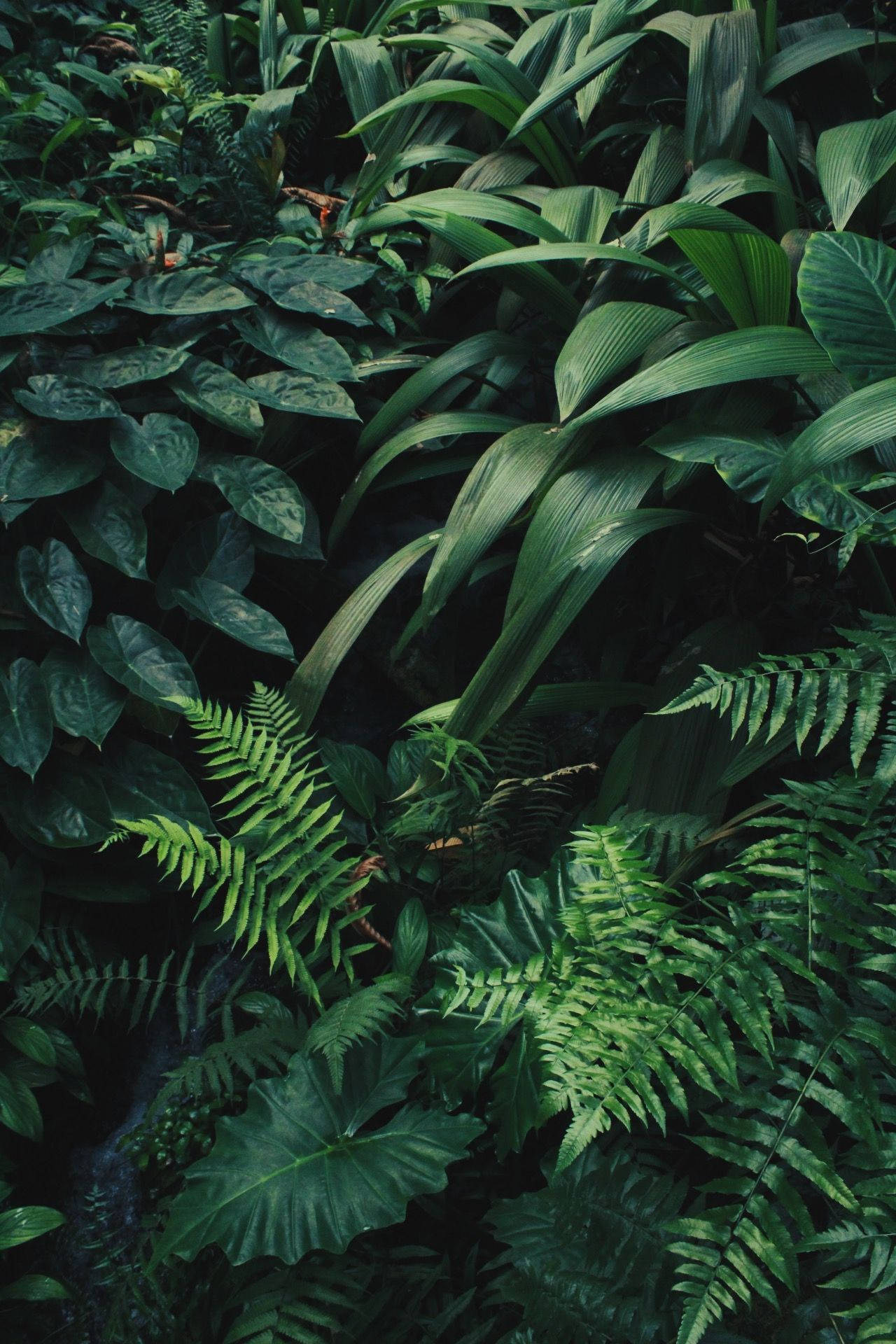 1280x1920 Plants iPhone Wallpaper