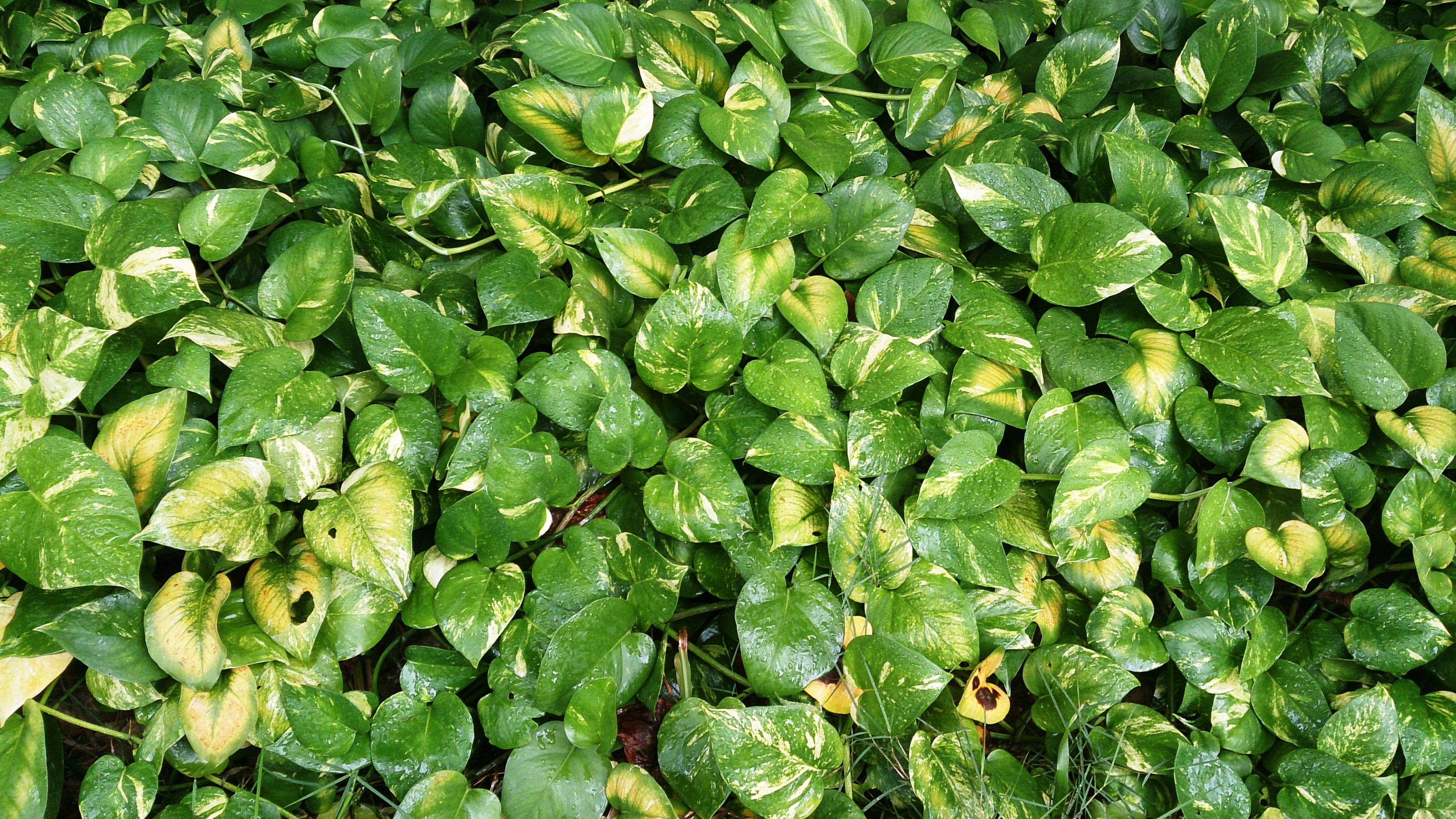3920x2204 Money plant (Epipremnum aureum)