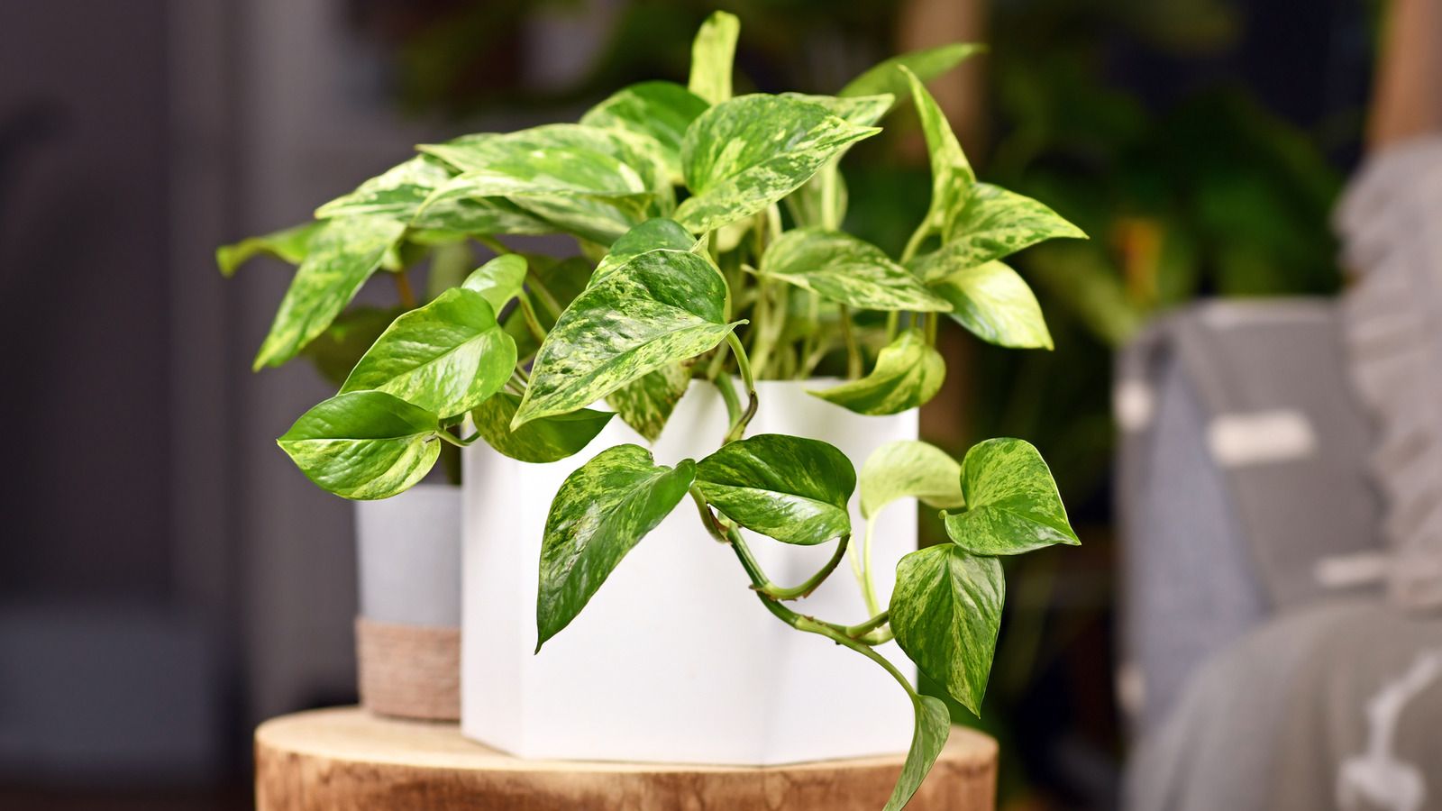1600x900 Issues You Should Know About Before Growing An Indoor Pothos