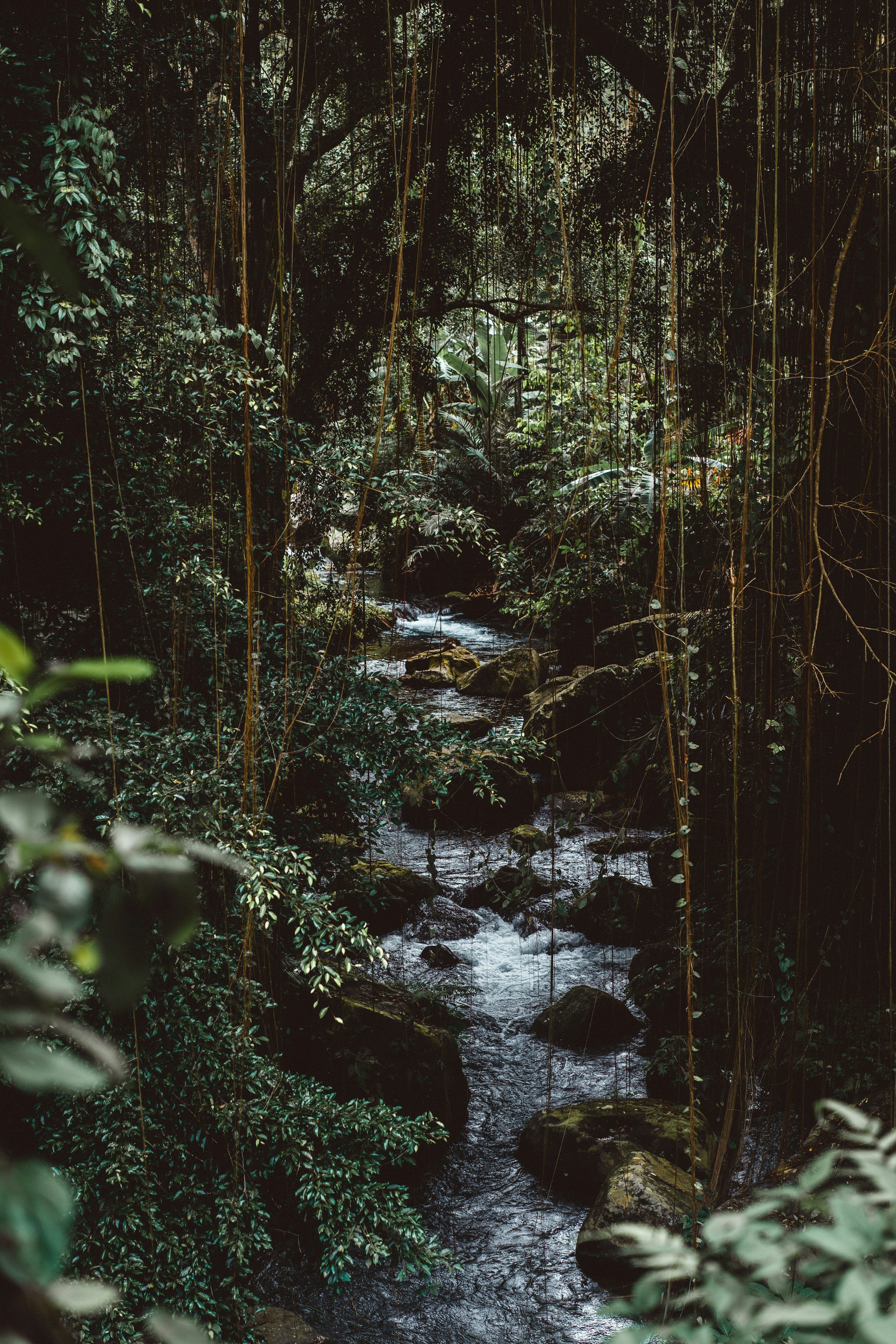 3000x4498 Jungle Aesthetic Wallpaper