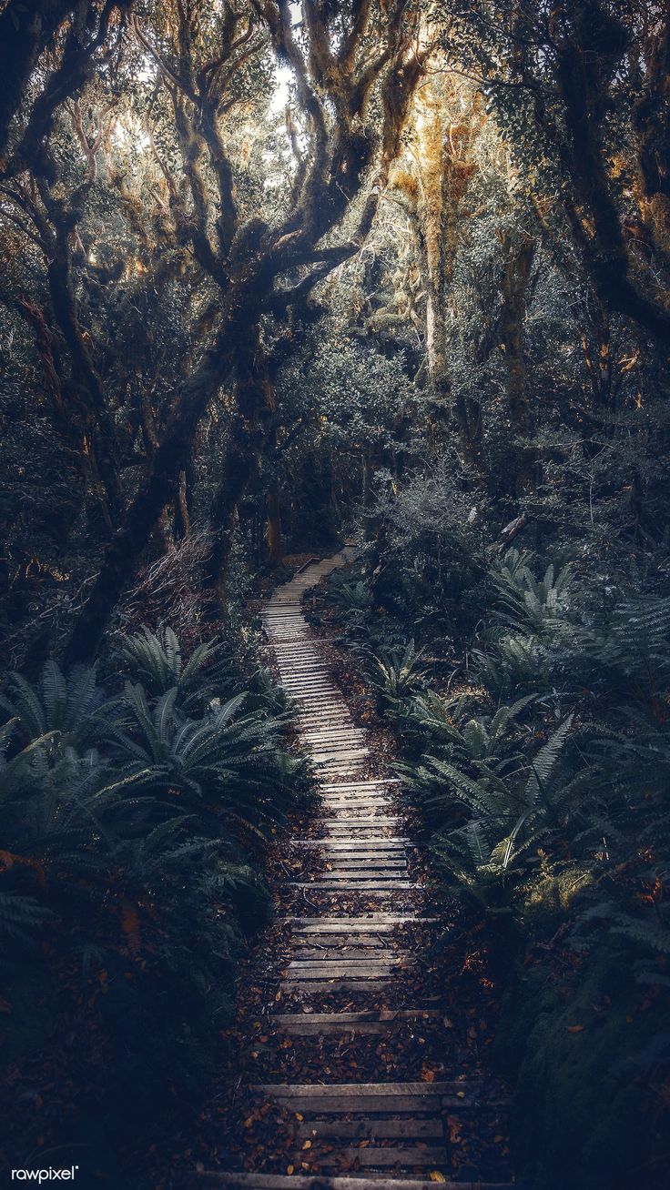 736x1308 Download premium image of Pathway in New Zealand tropical jungle mobile phone wallpaper by Luke Stackpoole about iphone wallpaper dark, iphone wallpaper, jungle adventure background, new zealand, and nature wallpaper mobile 1234777